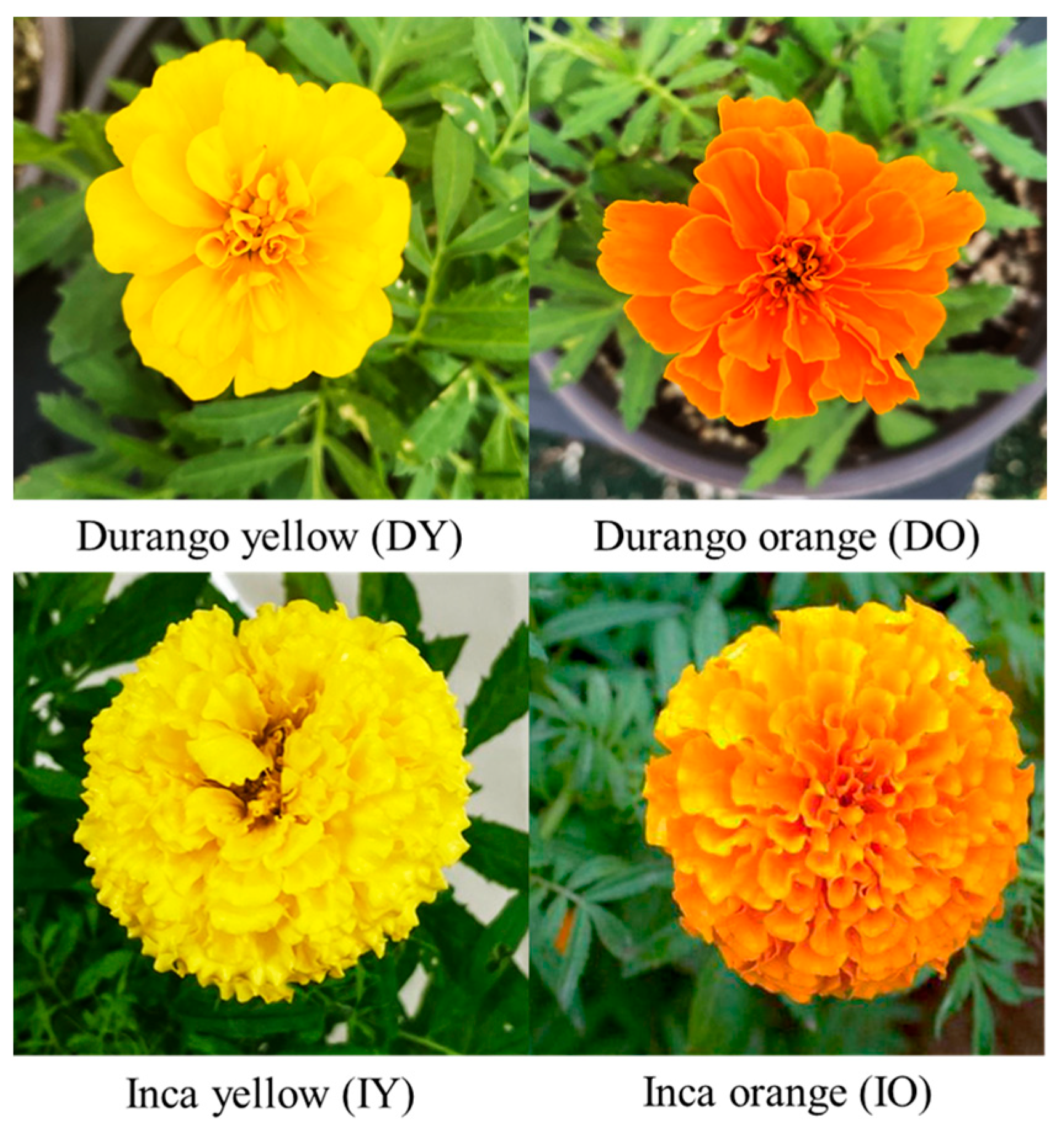 Horticulturae 10 00382 g001