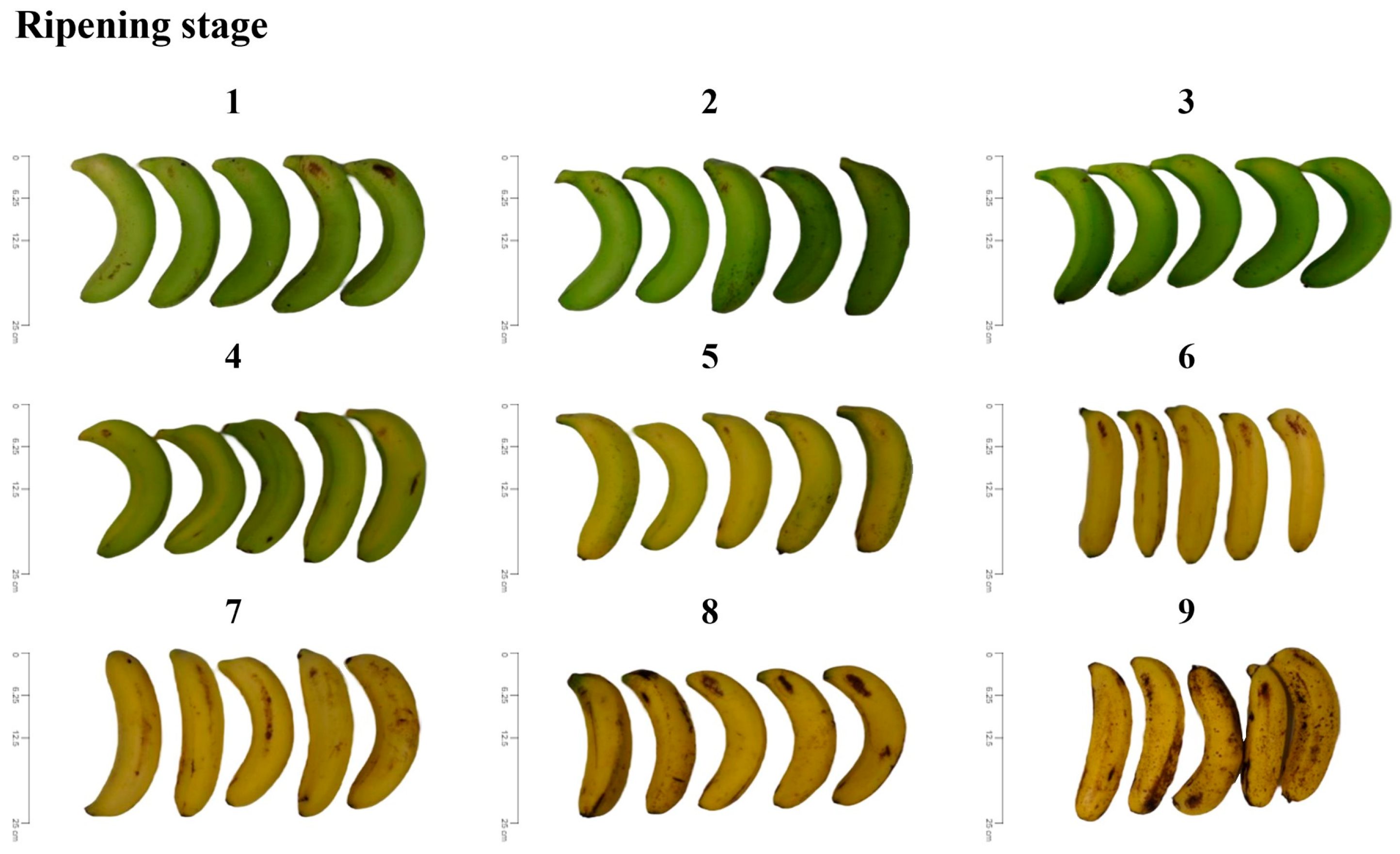 Horticulturae 10 00384 g001 Horticulturae 10 00384 g001