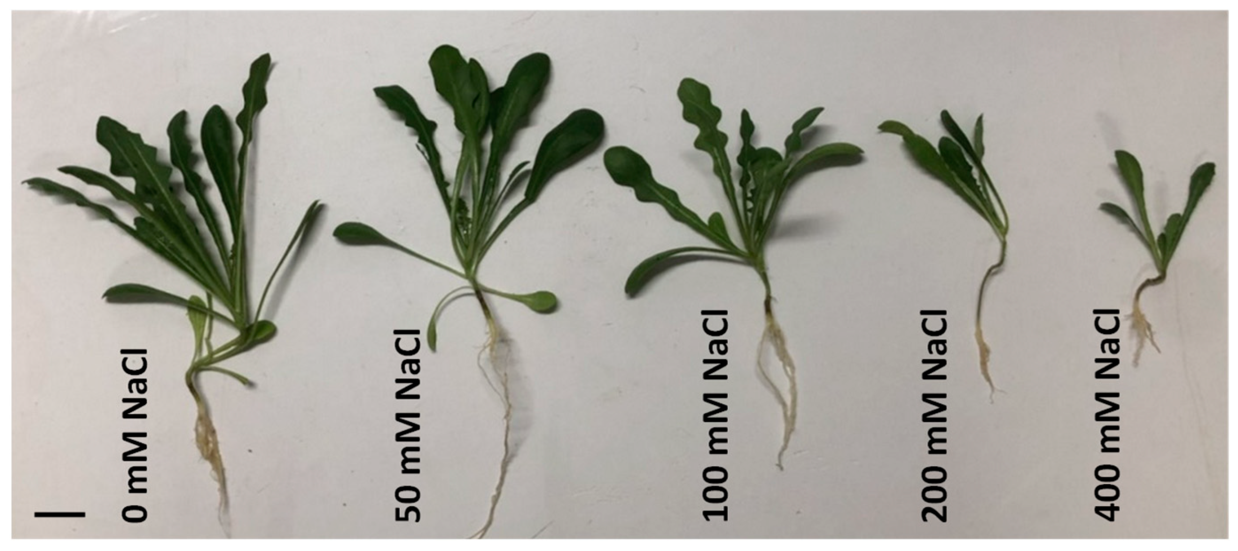 Horticulturae 10 00388 g001