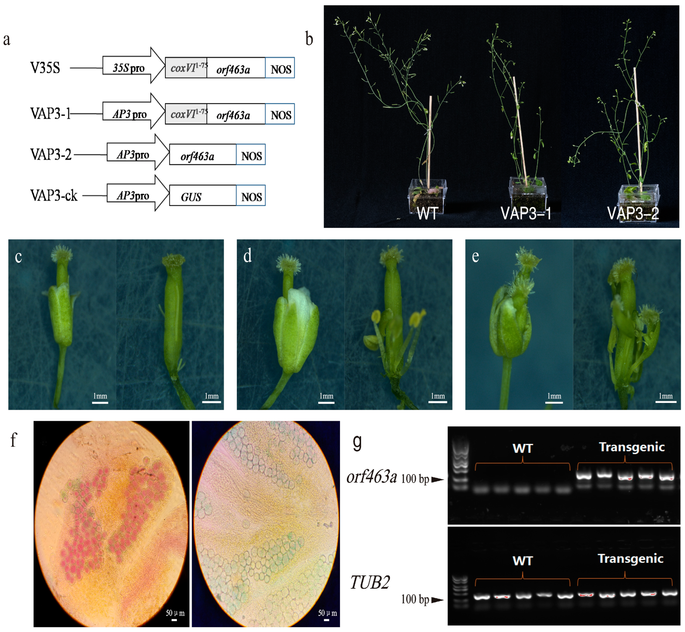 Horticulturae 10 00395 g004 Horticulturae 10 00395 g004