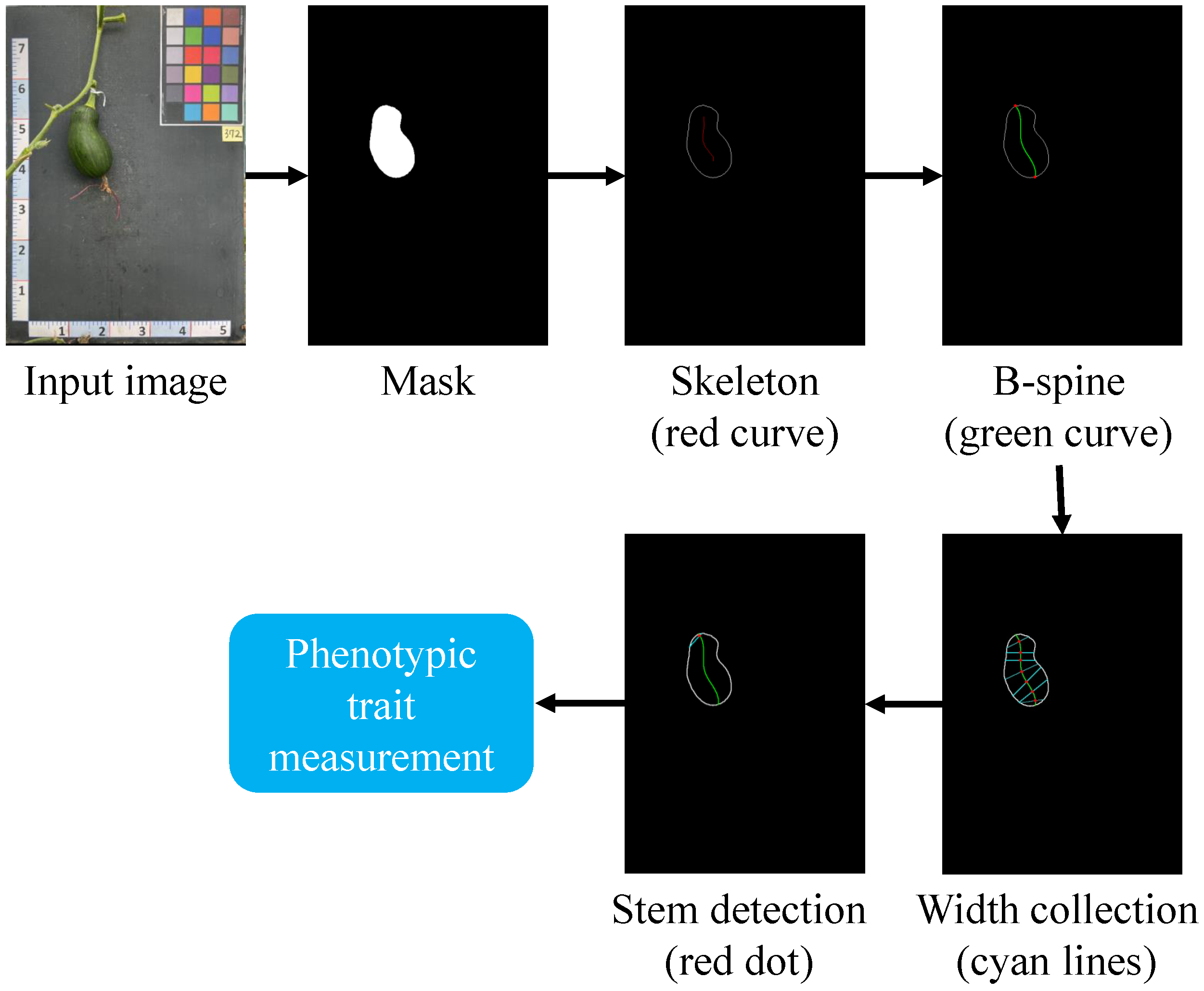 Horticulturae 10 00398 g007 Horticulturae 10 00398 g007