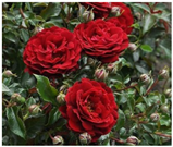 Horticulturae 10 00401 i005