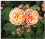 Horticulturae 10 00401 i013