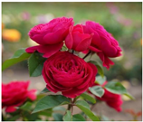 Horticulturae 10 00401 i014