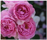 Horticulturae 10 00401 i016