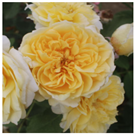 Horticulturae 10 00401 i017