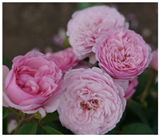 Horticulturae 10 00401 i018