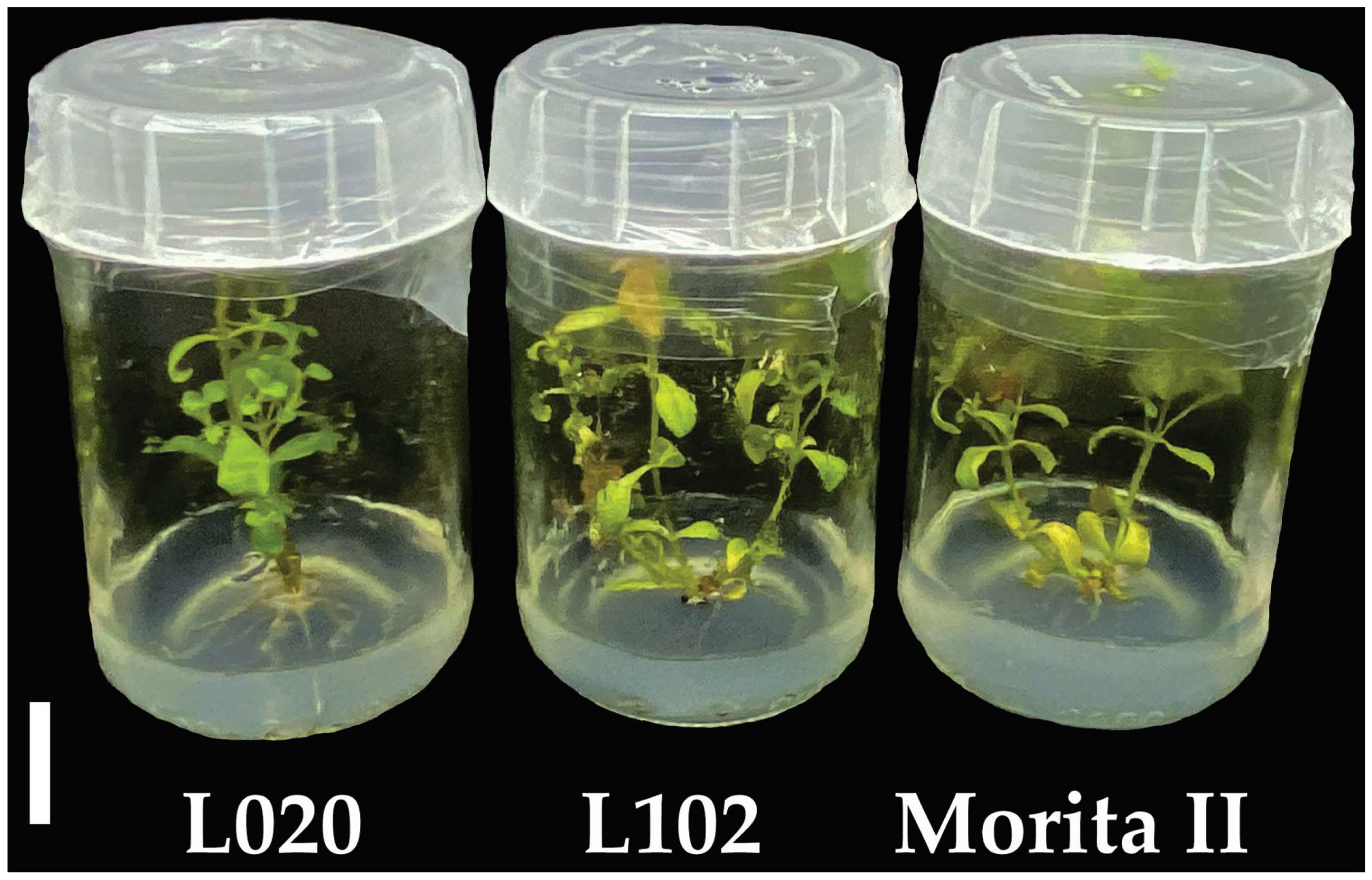 Horticulturae 10 00404 g003 Horticulturae 10 00404 g003