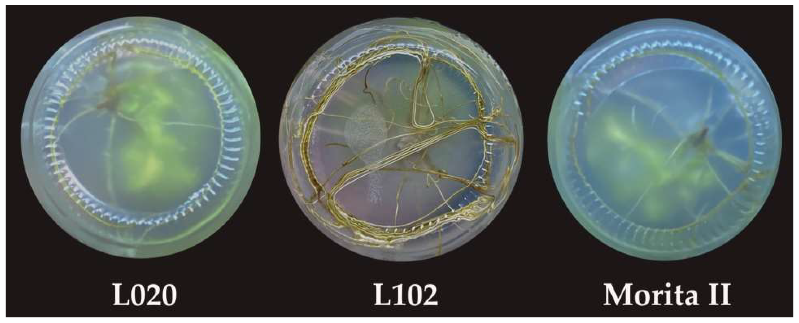 Horticulturae 10 00404 g005 Horticulturae 10 00404 g005