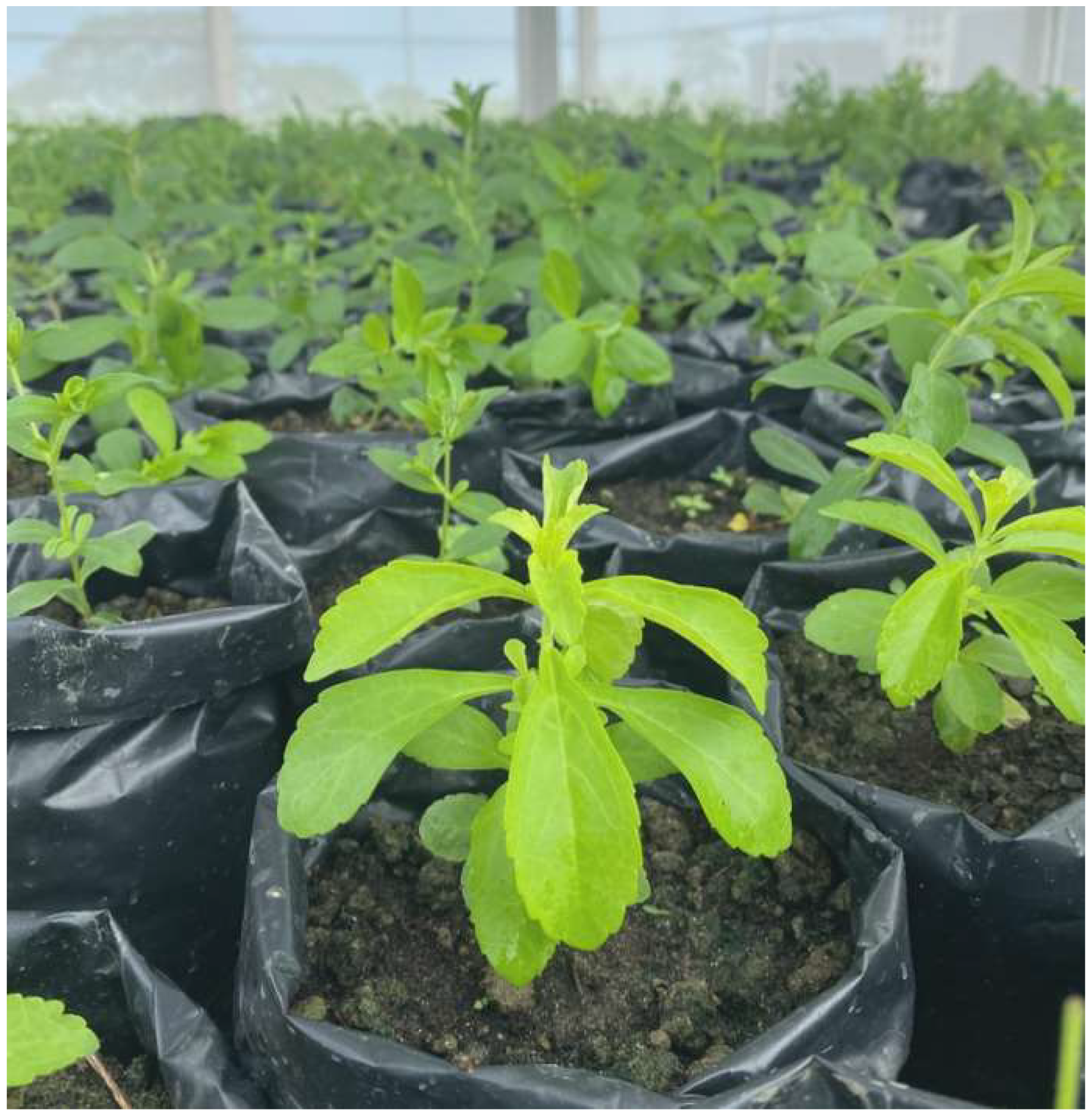 Horticulturae 10 00404 g006 Horticulturae 10 00404 g006