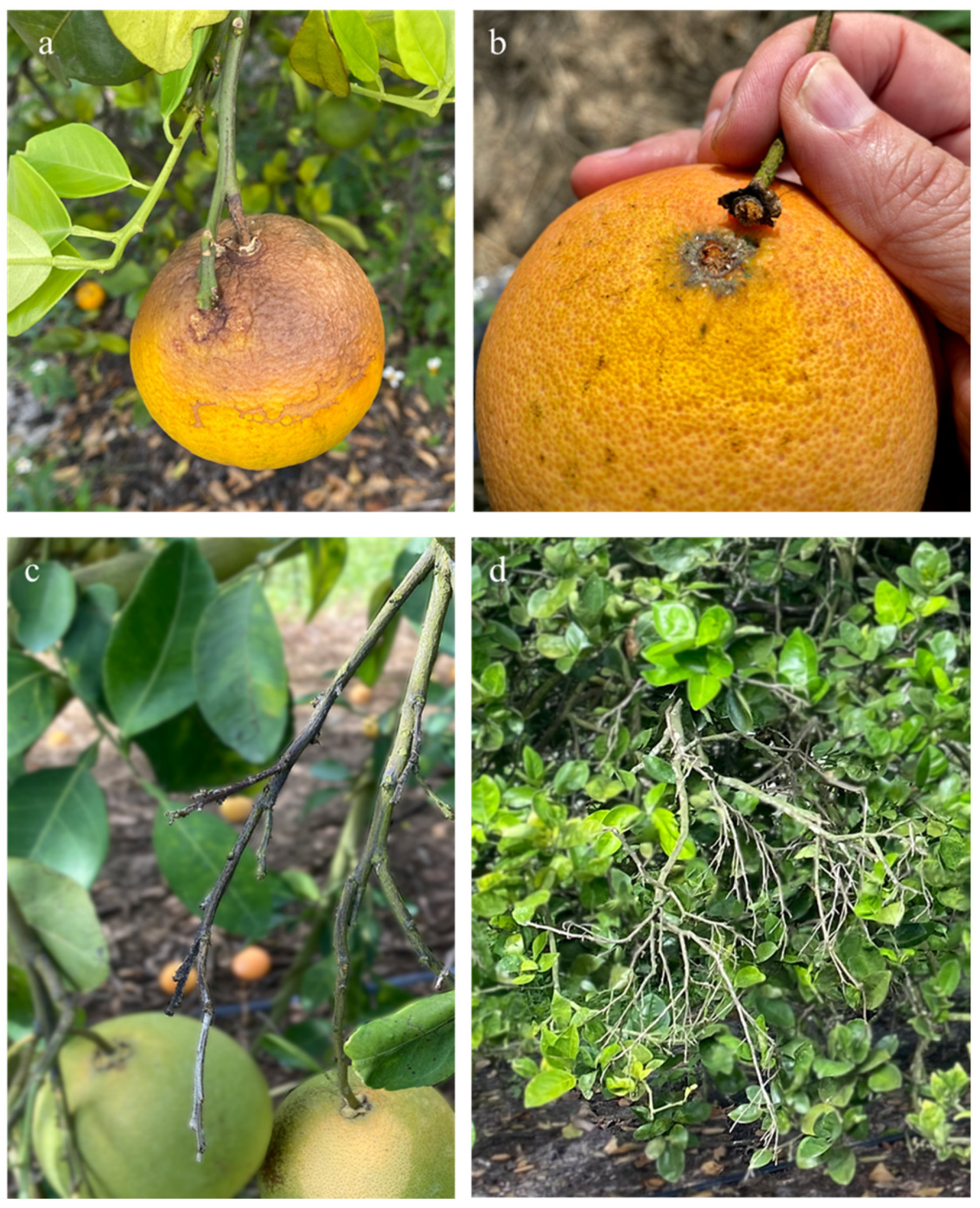 Horticulturae 10 00406 g002 Horticulturae 10 00406 g002