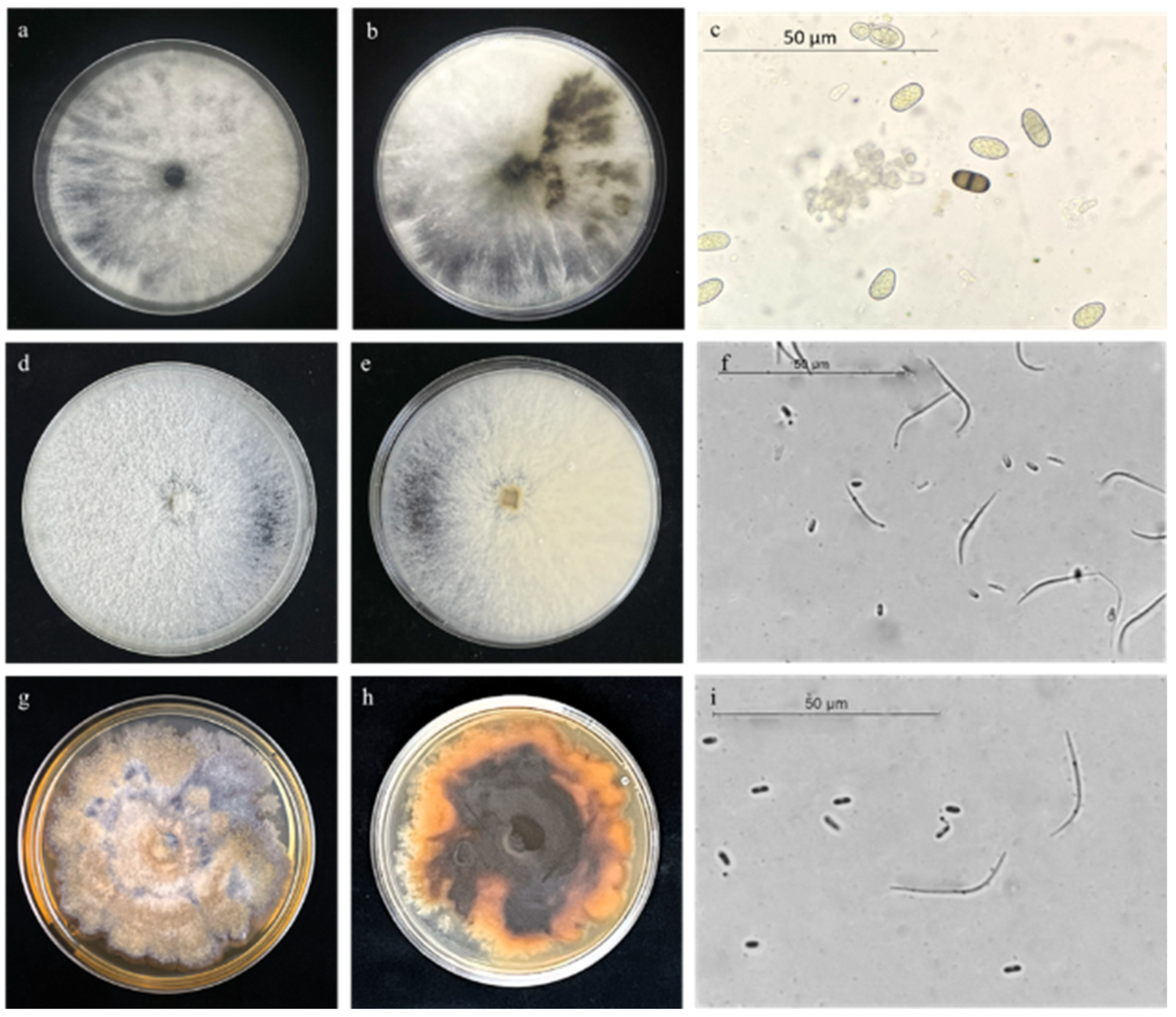 Horticulturae 10 00406 g005 Horticulturae 10 00406 g005