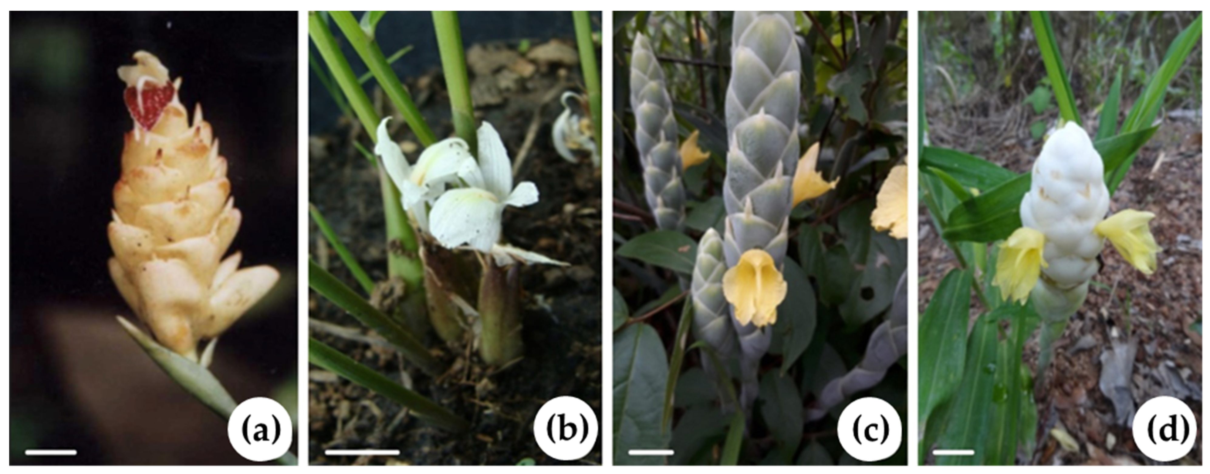 Horticulturae 10 00409 g001 Horticulturae 10 00409 g001