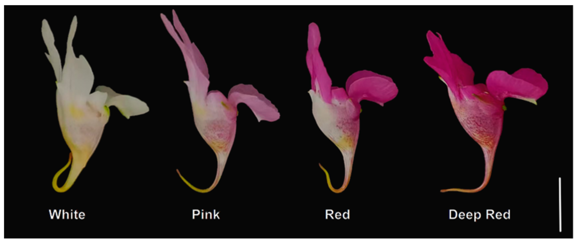 Horticulturae 10 00415 g001