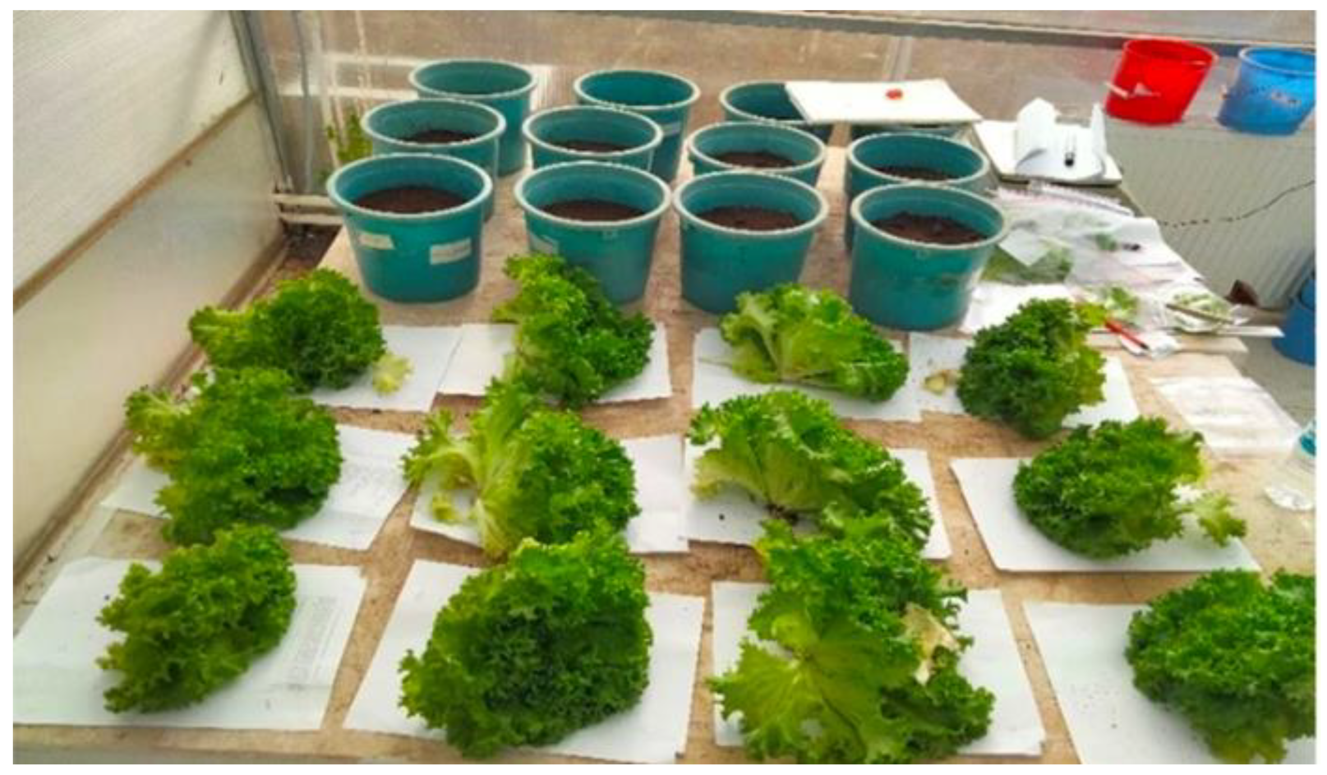 Horticulturae 10 00418 g001