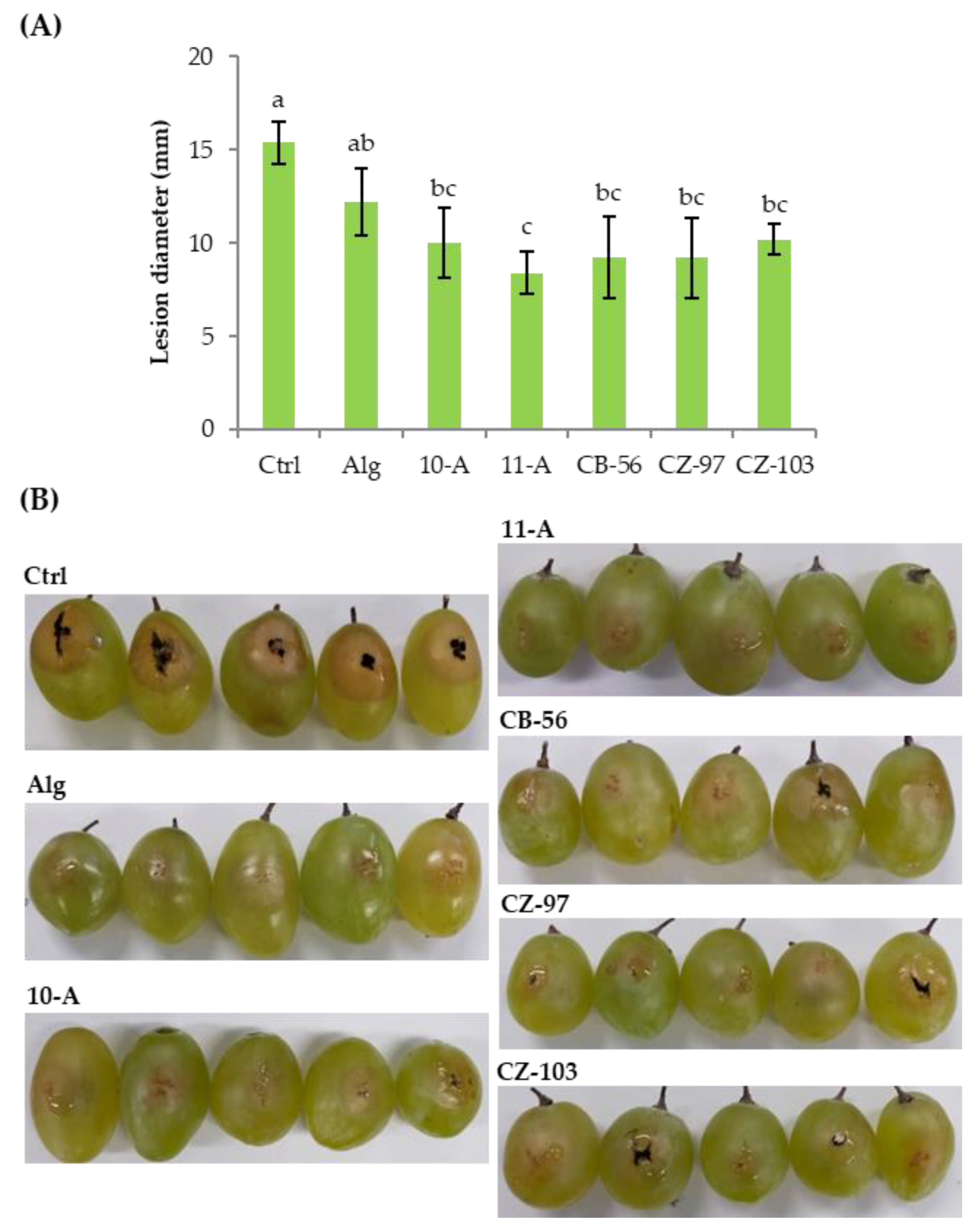 Horticulturae 10 00419 g002