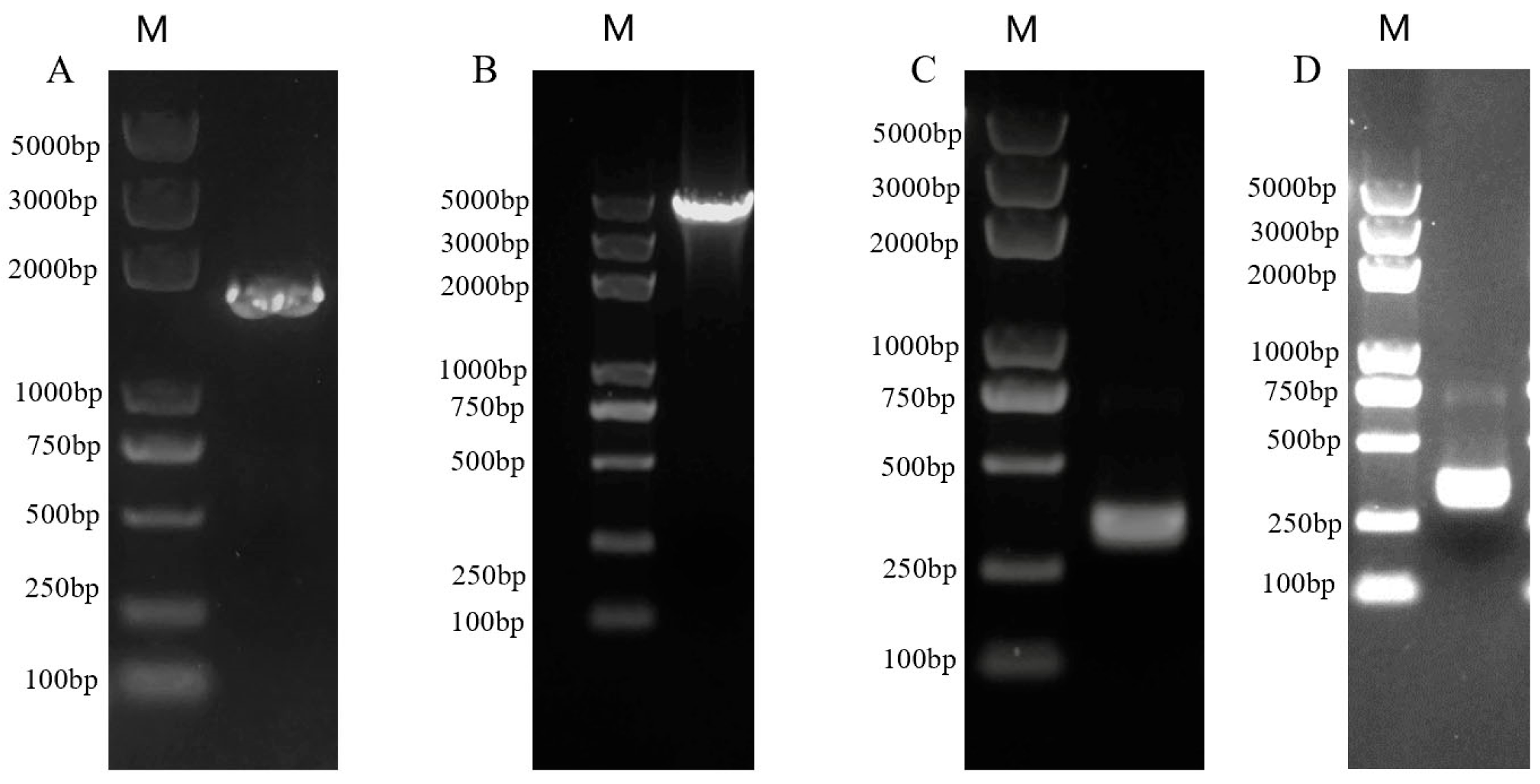 Horticulturae 10 00422 g001