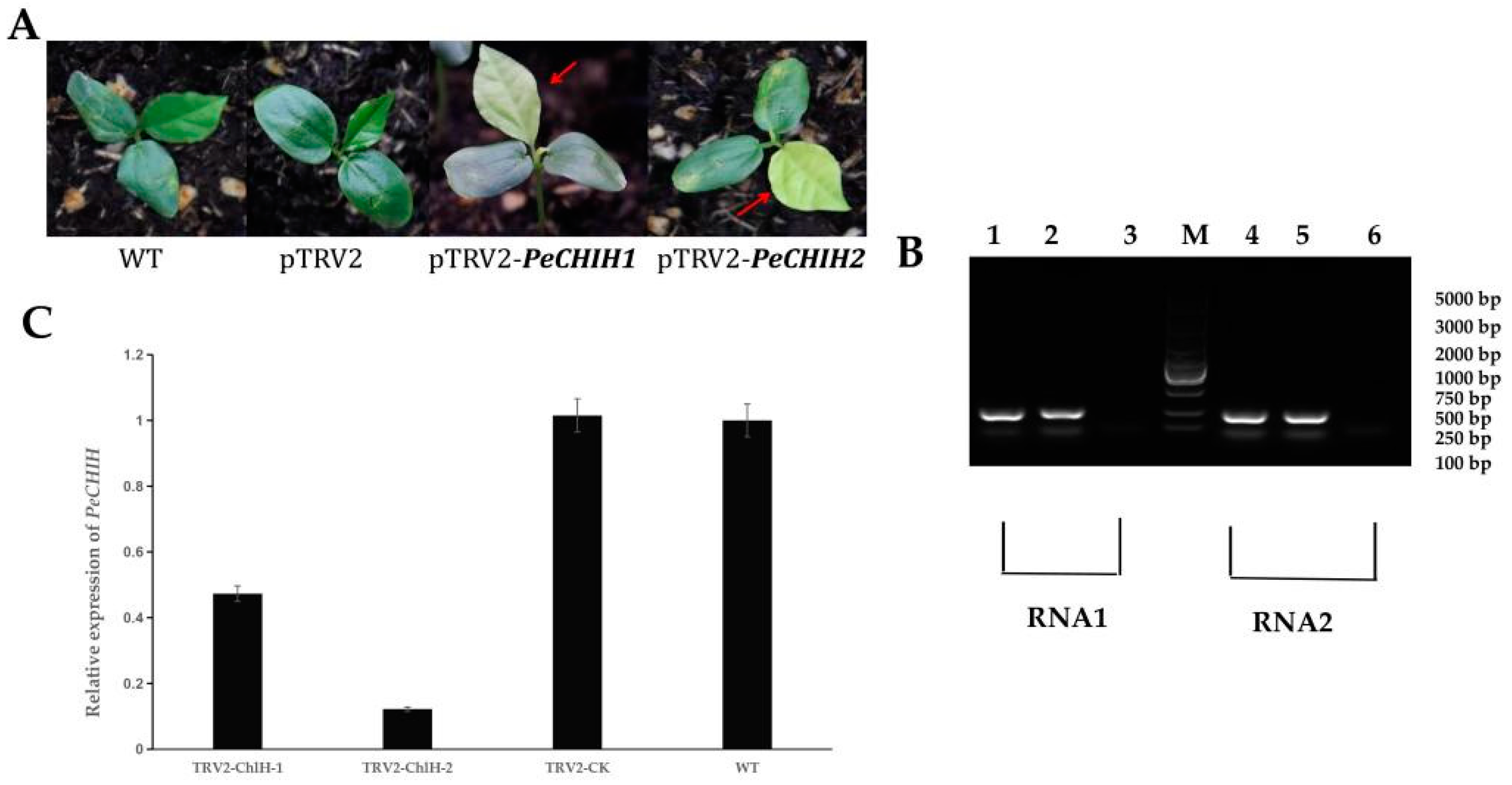 Horticulturae 10 00422 g003