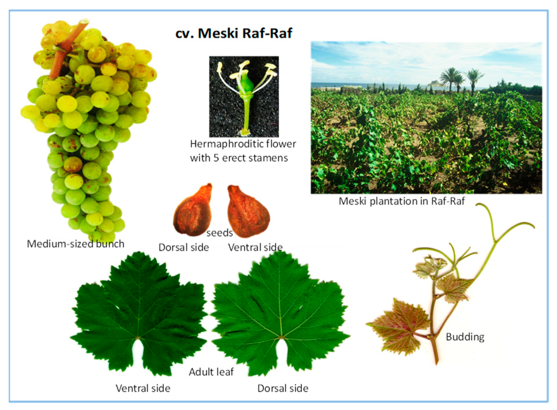 Horticulturae 10 00423 g003 Horticulturae 10 00423 g003