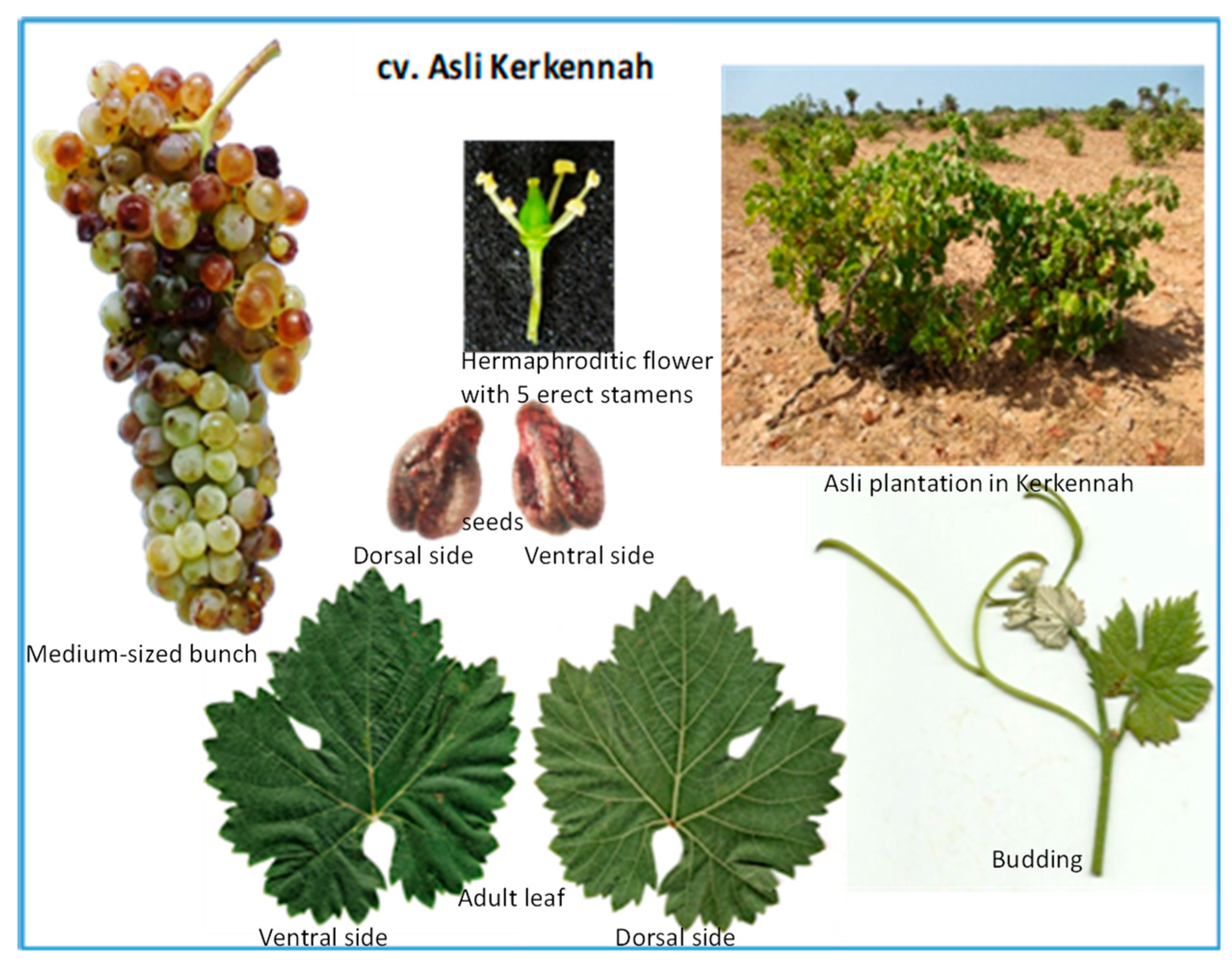 Horticulturae 10 00423 g004 Horticulturae 10 00423 g004