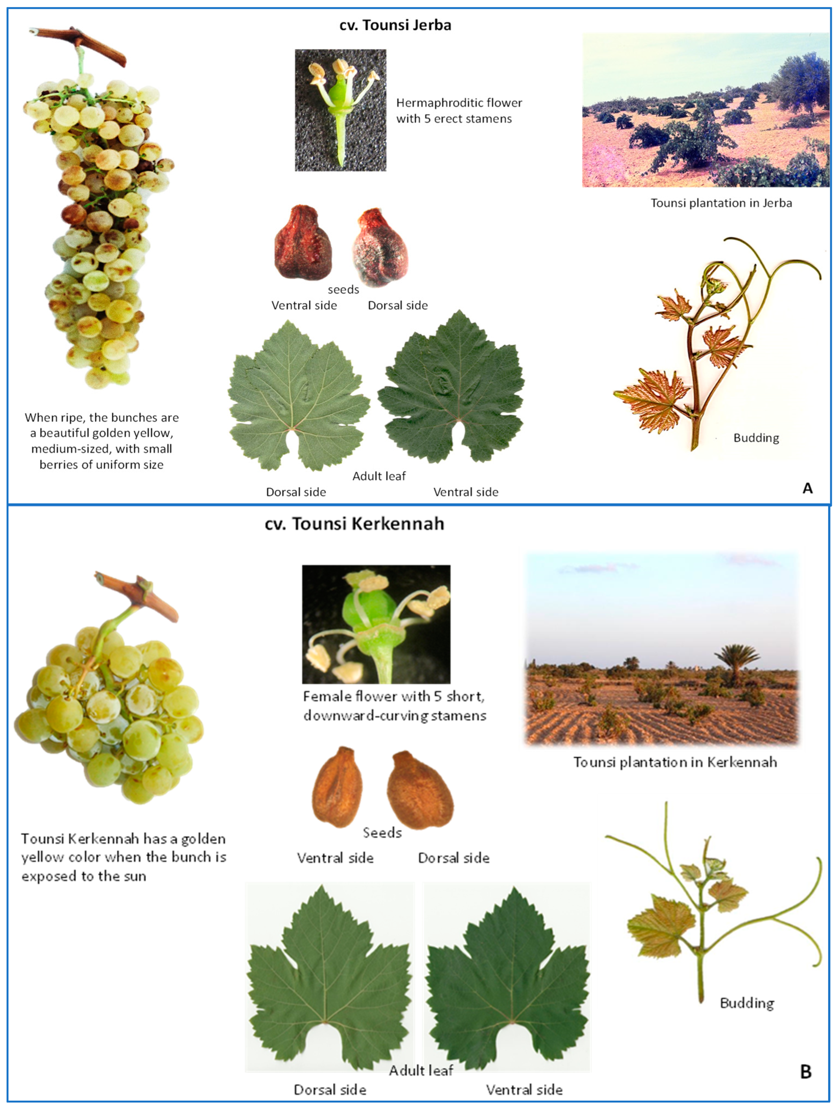 Horticulturae 10 00423 g006 Horticulturae 10 00423 g006