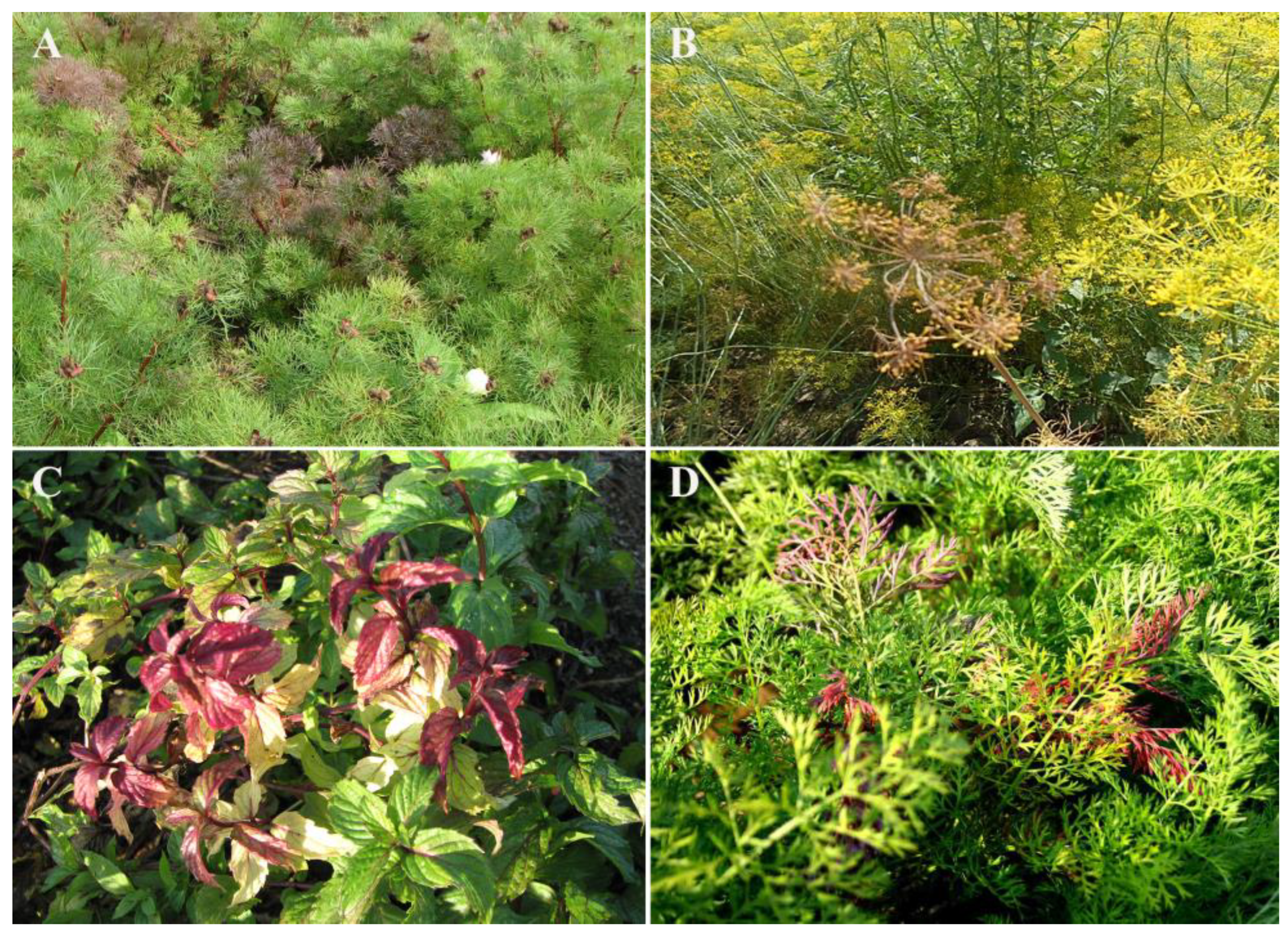 Horticulturae 10 00426 g001 Horticulturae 10 00426 g001