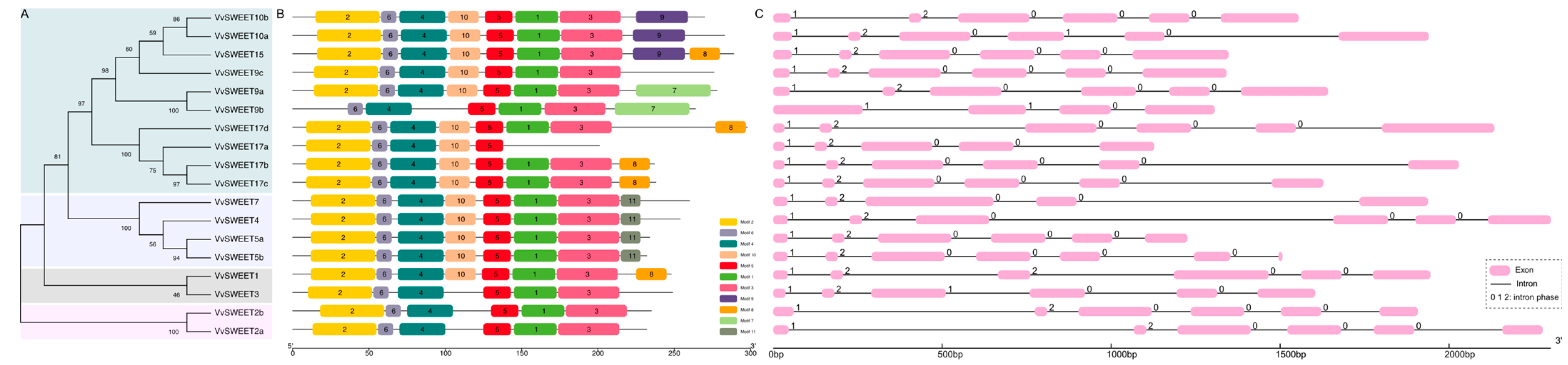 Horticulturae 10 00428 g002