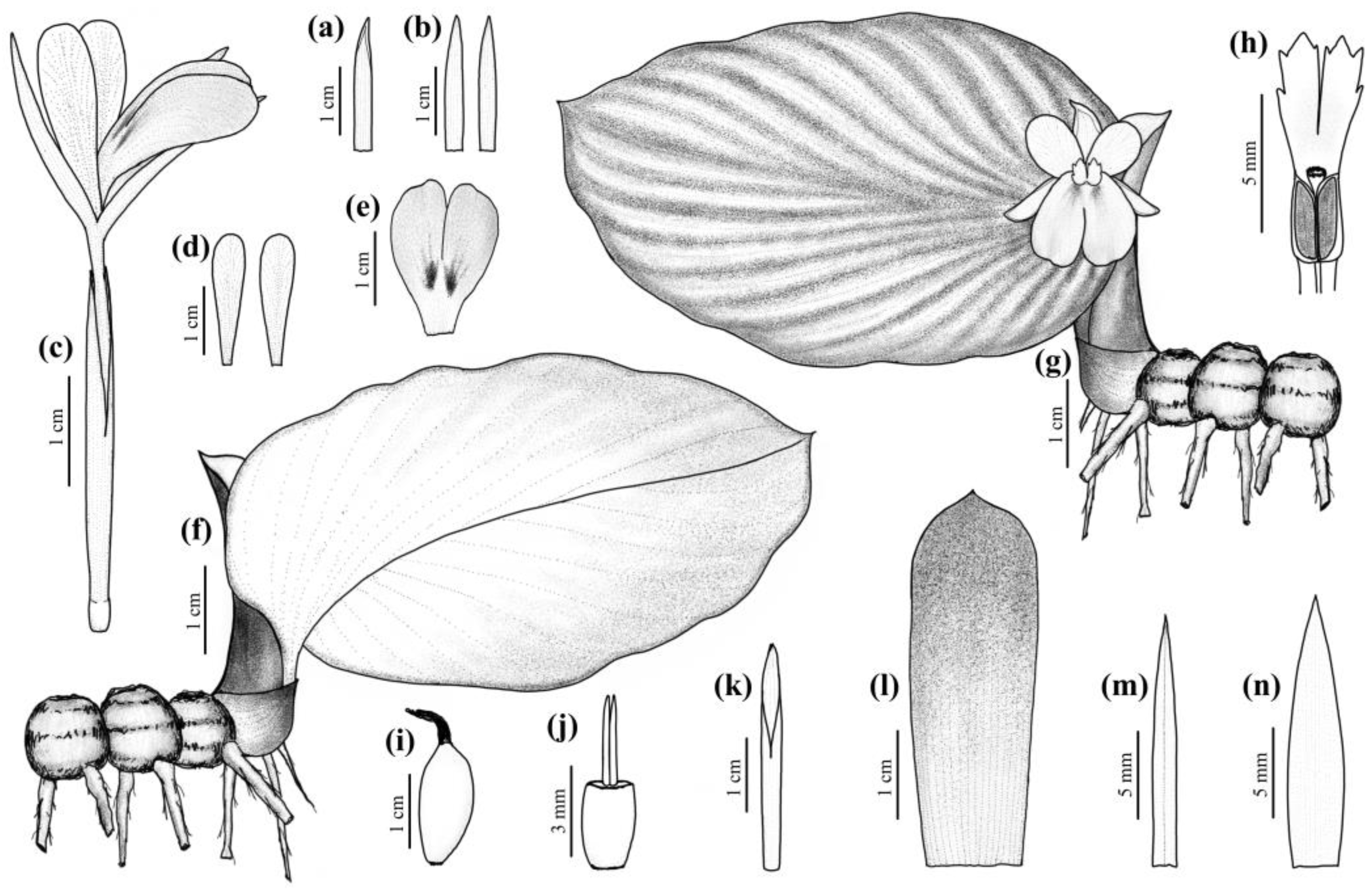 Horticulturae 10 00430 g003