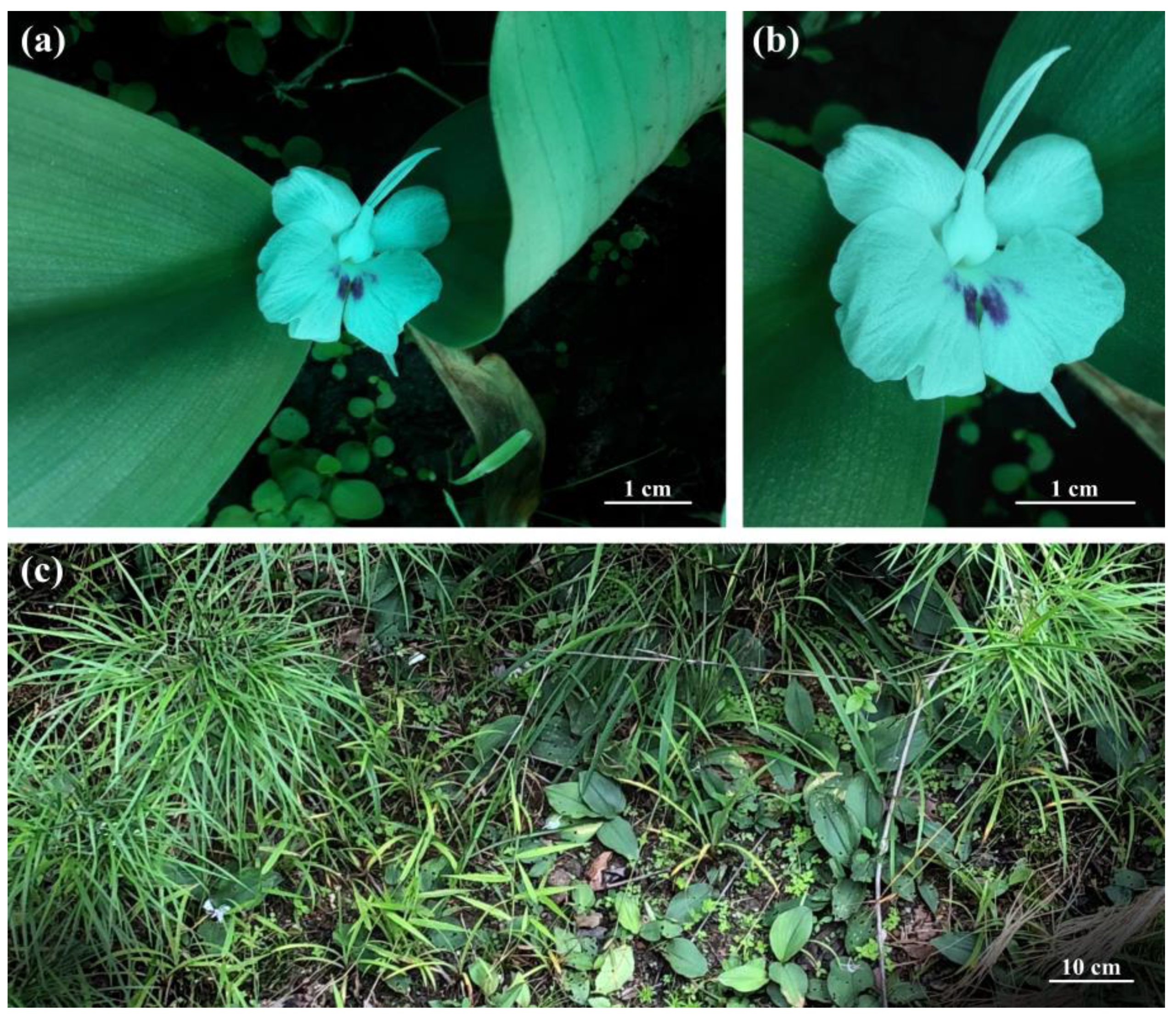 Horticulturae 10 00430 g006