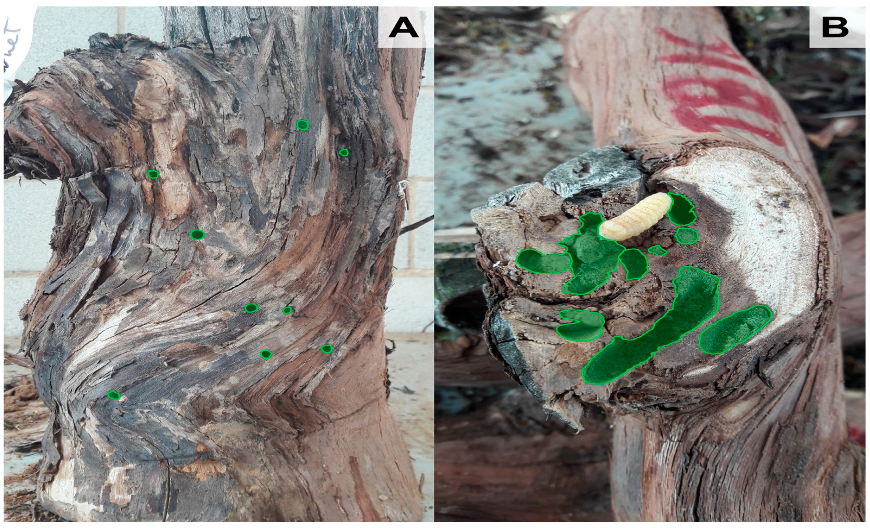 Horticulturae 10 00431 g001