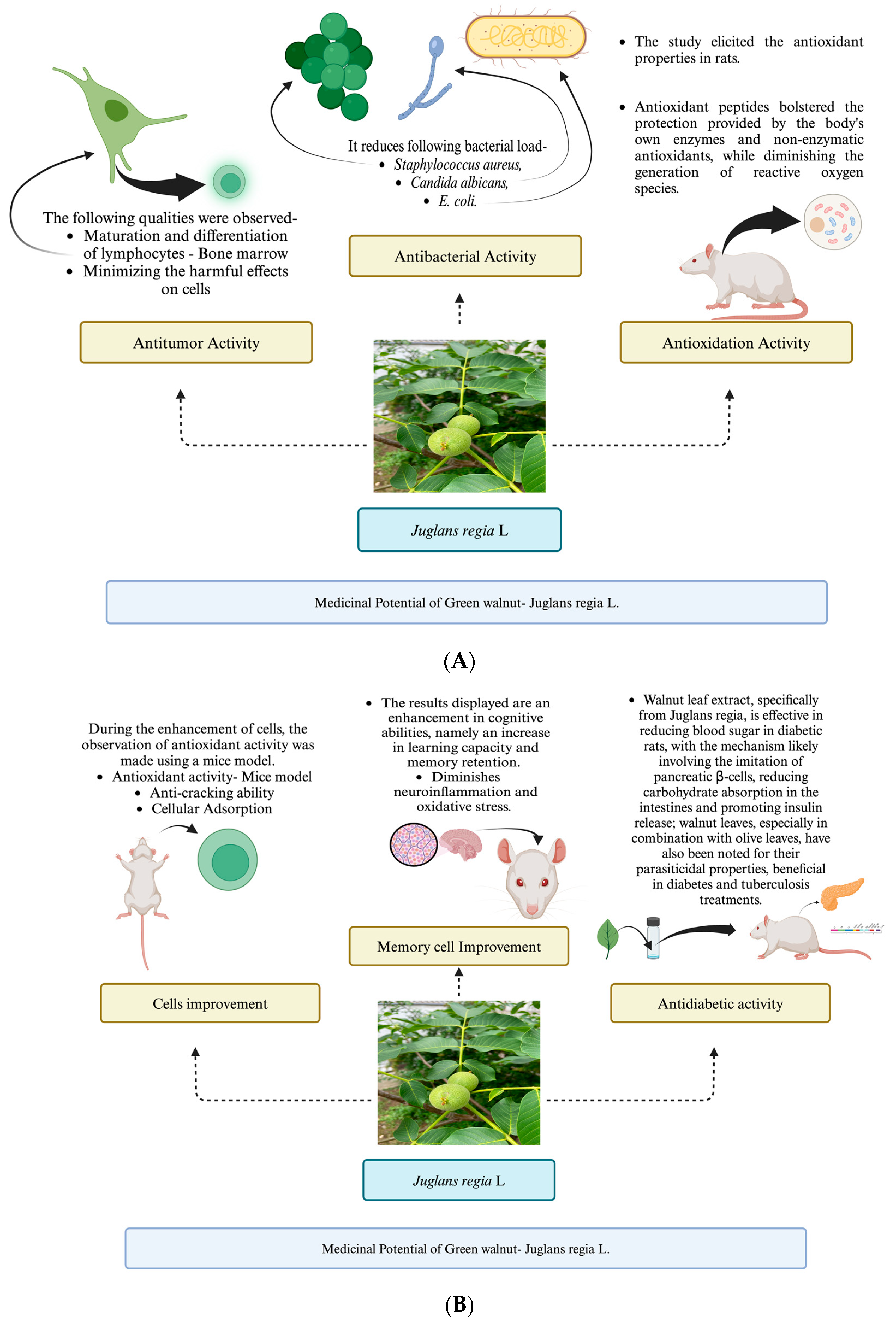 Horticulturae 10 00433 g003a Horticulturae 10 00433 g003a