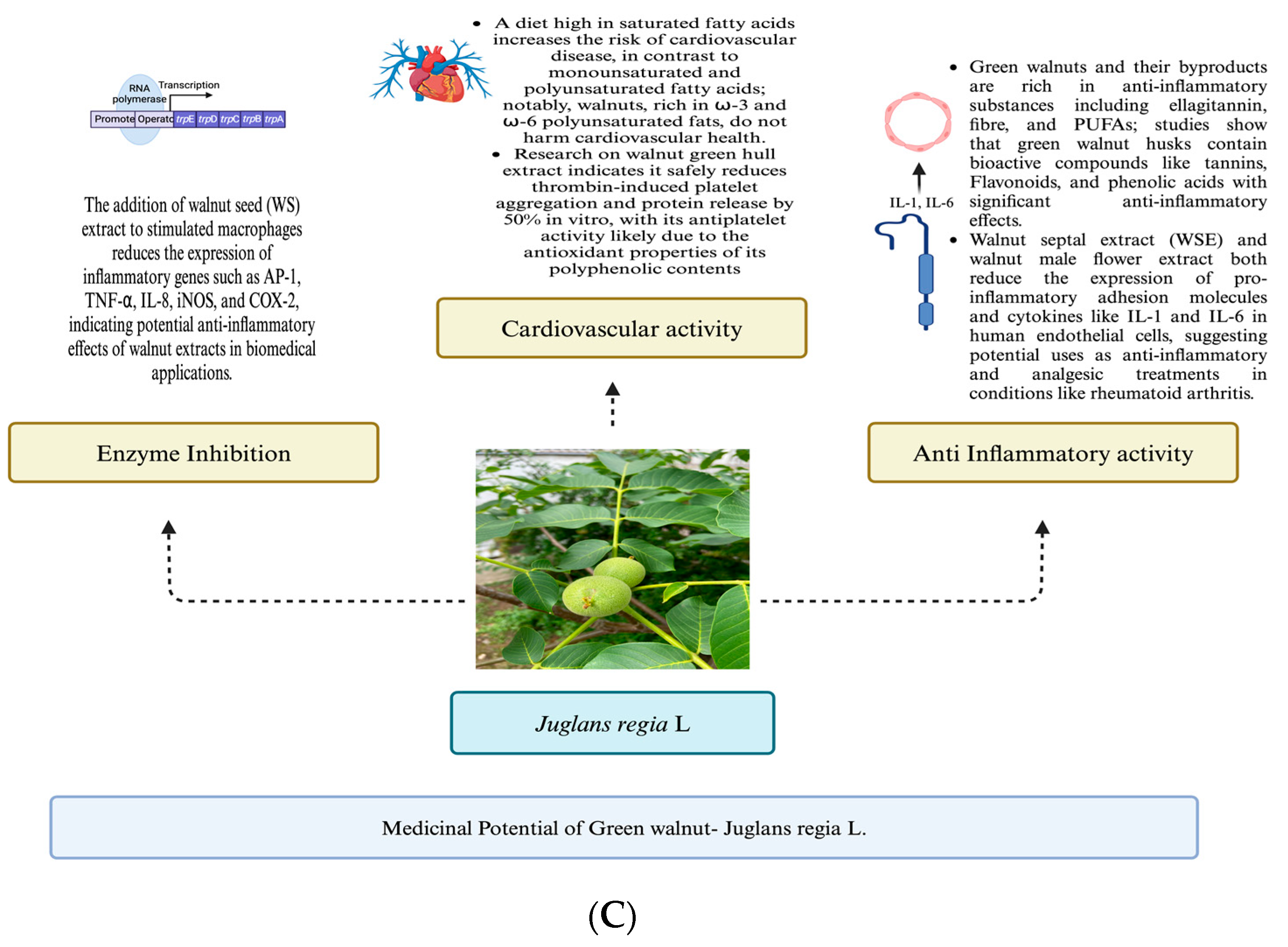 Horticulturae 10 00433 g003b Horticulturae 10 00433 g003b