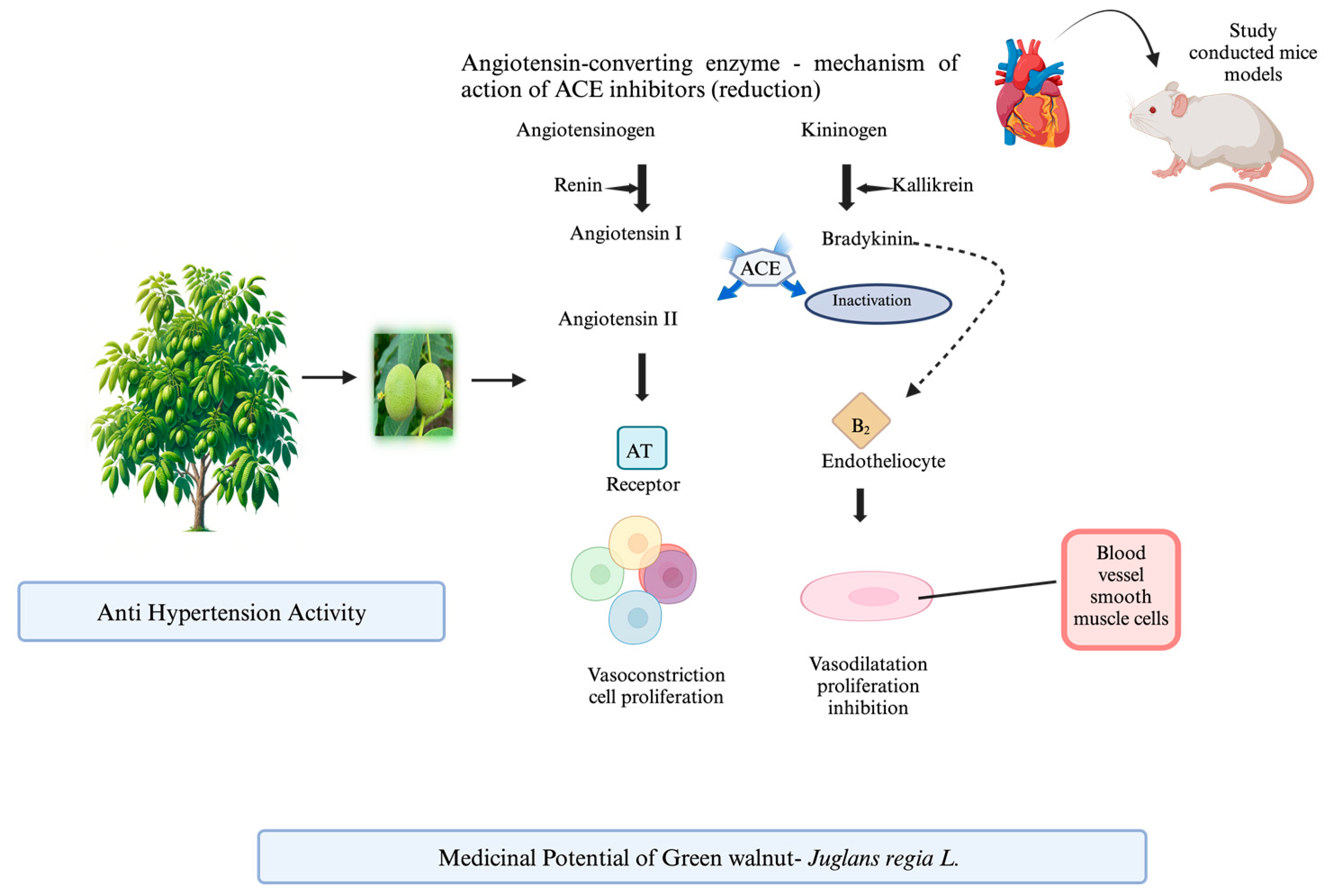 Horticulturae 10 00433 g004 Horticulturae 10 00433 g004