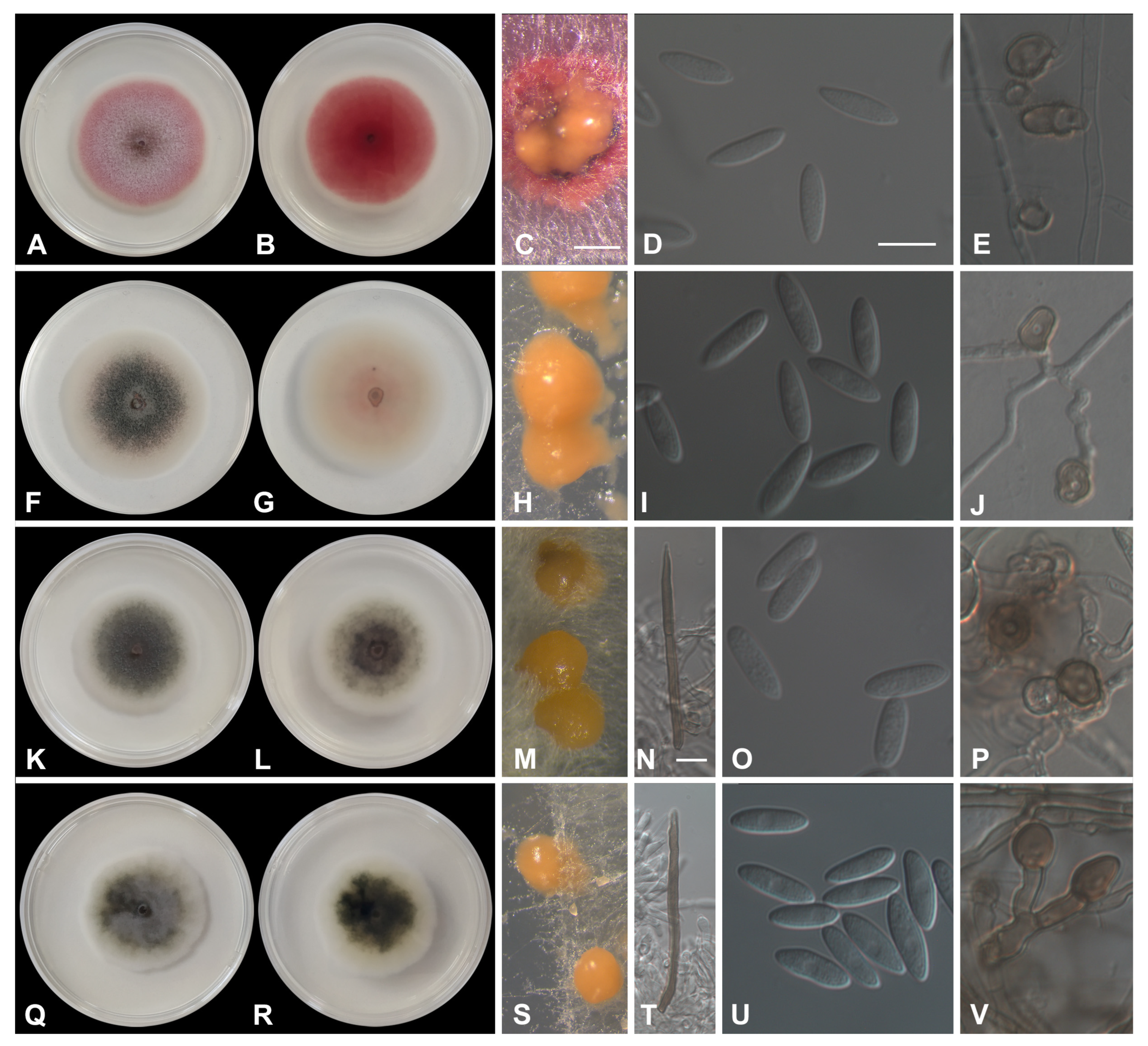 Horticulturae 10 00434 g006