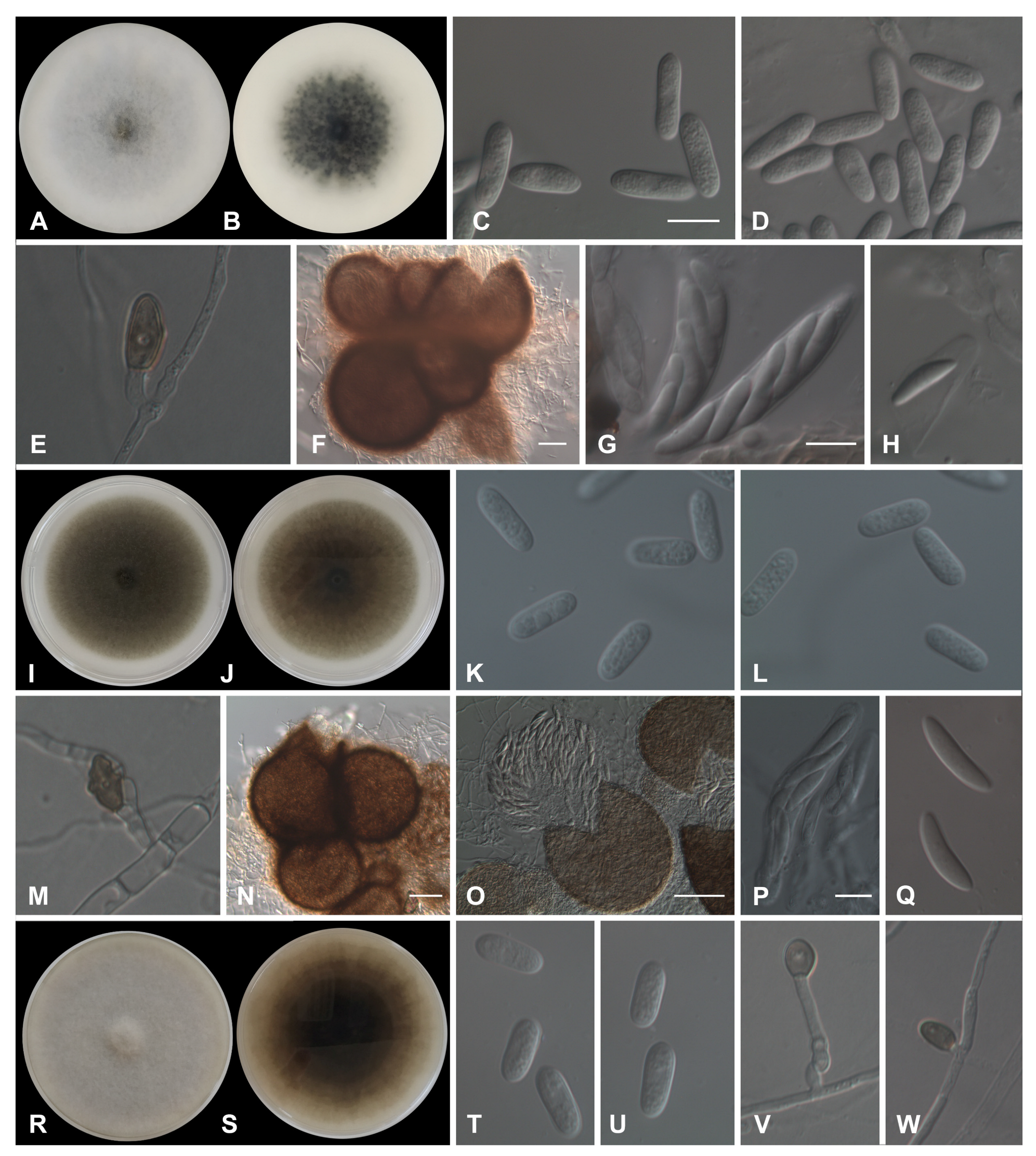 Horticulturae 10 00434 g007