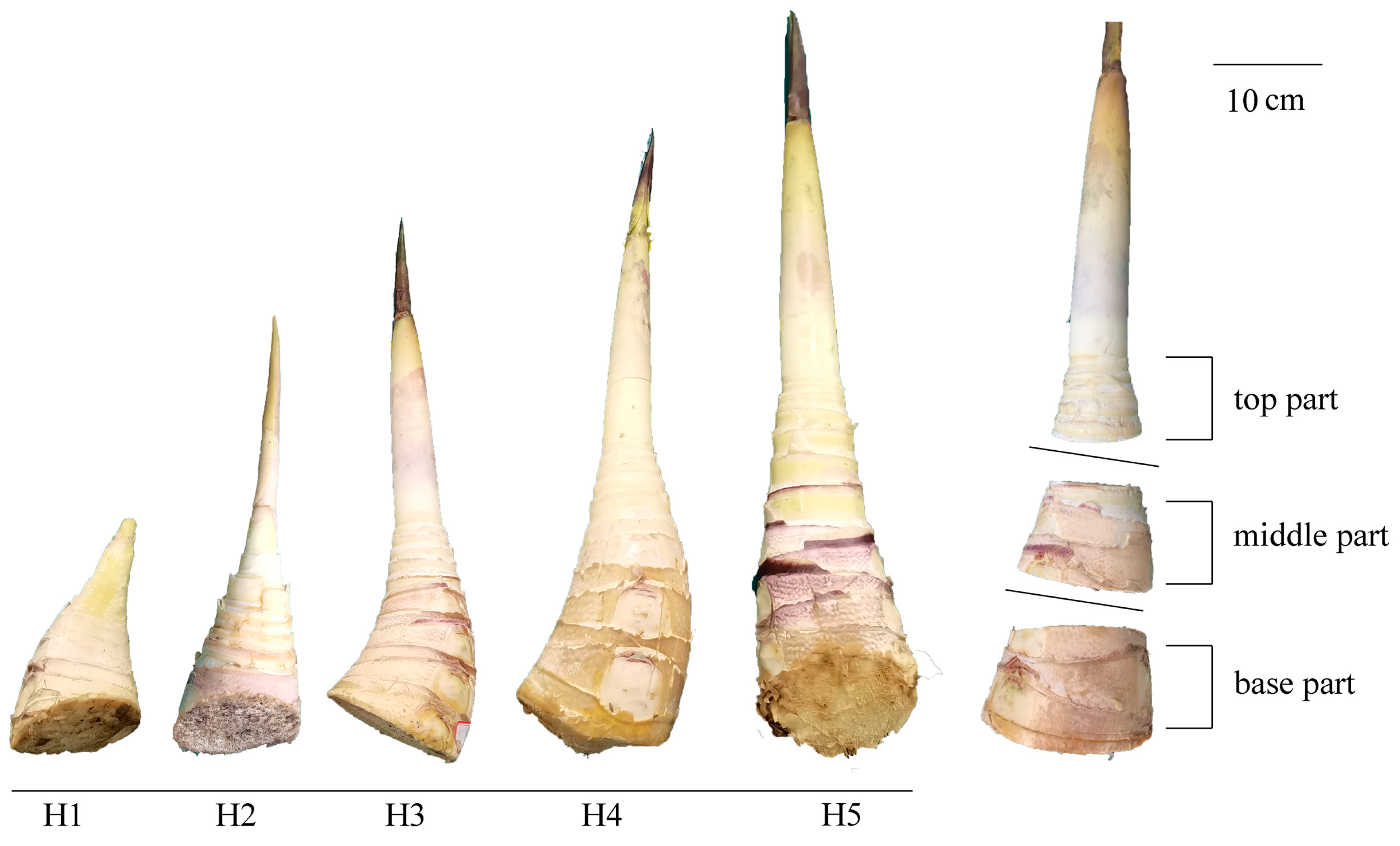 Horticulturae 10 00438 g001