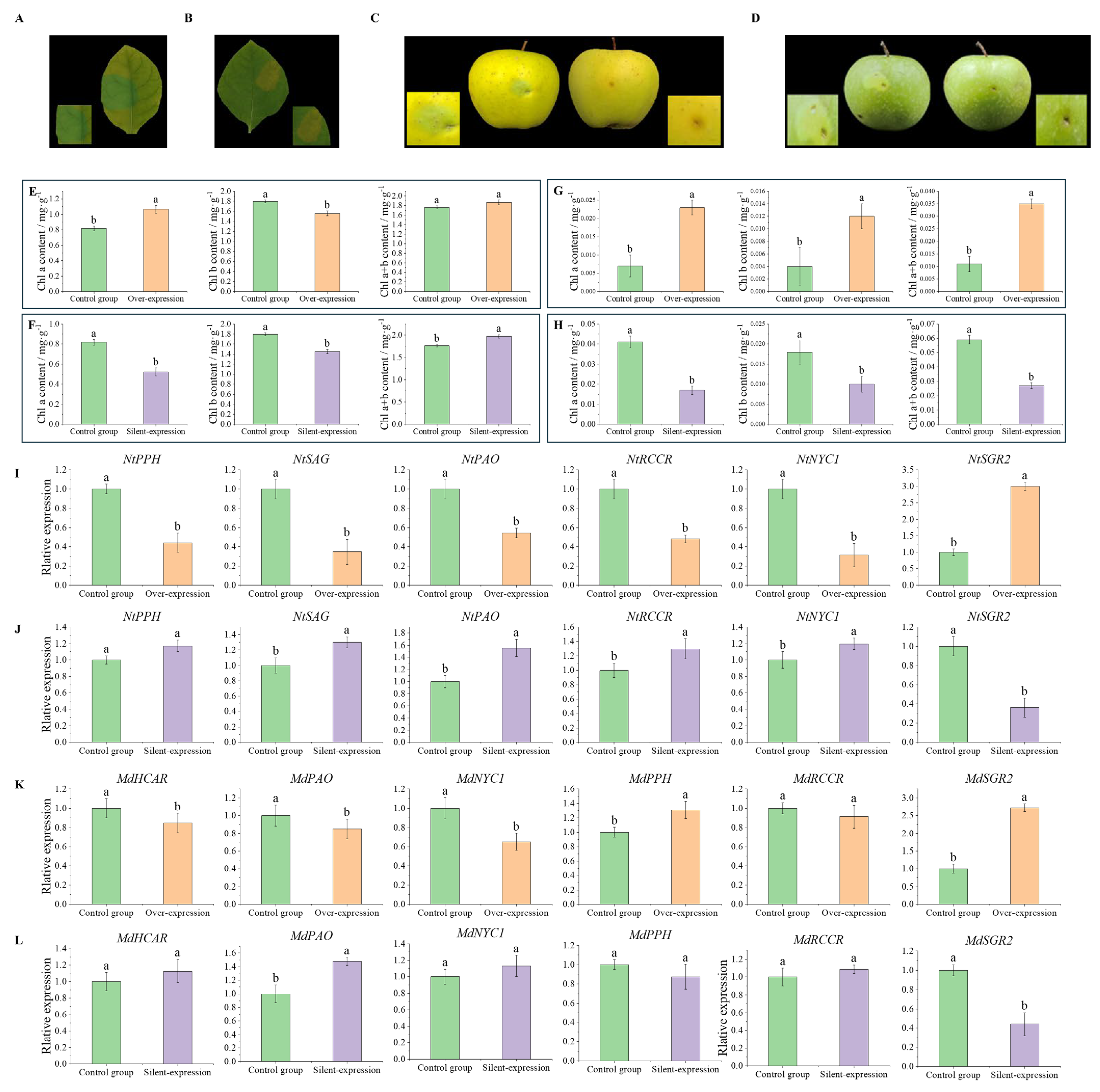 Horticulturae 10 00439 g005