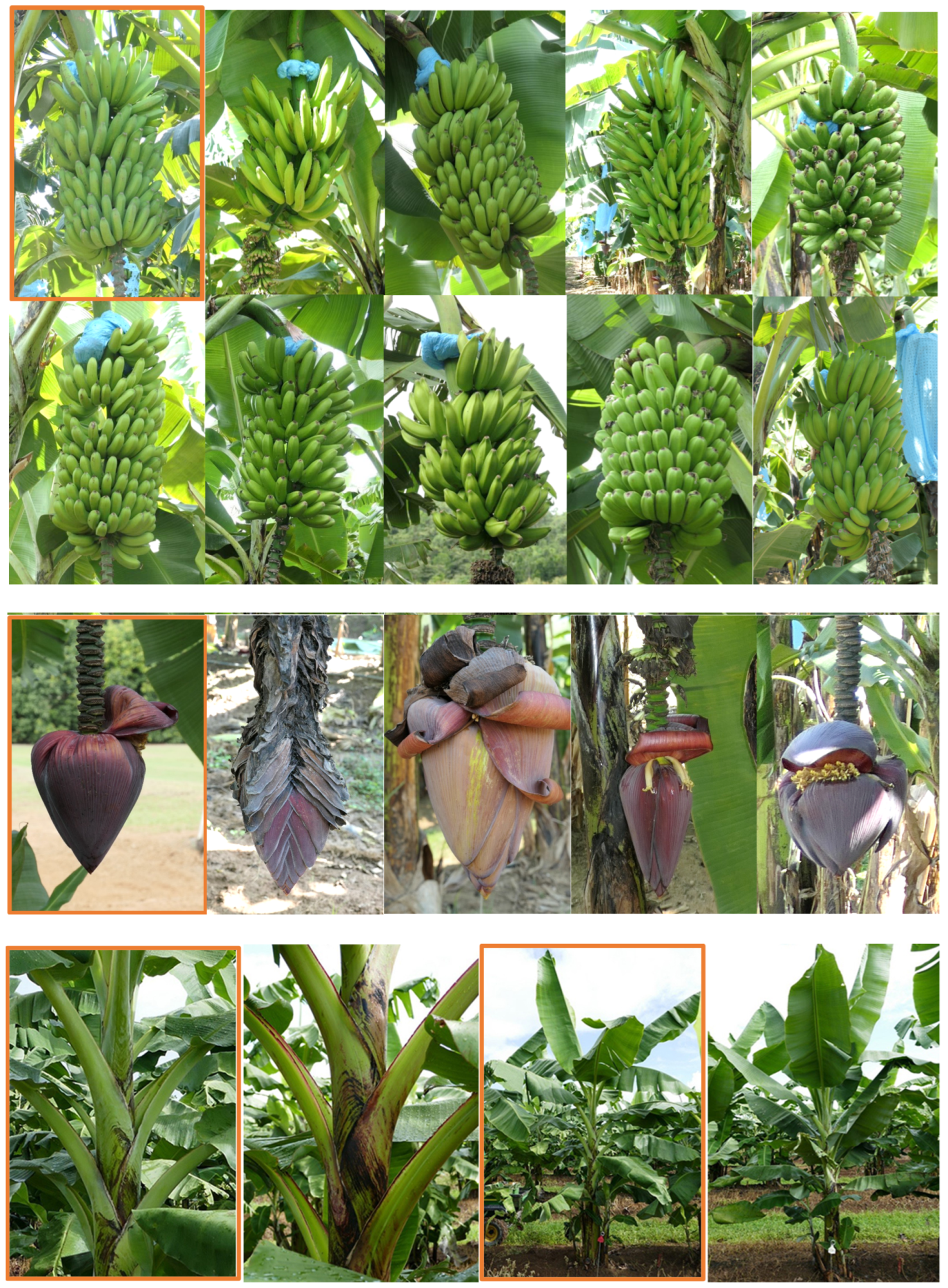 Horticulturae 10 00444 g001