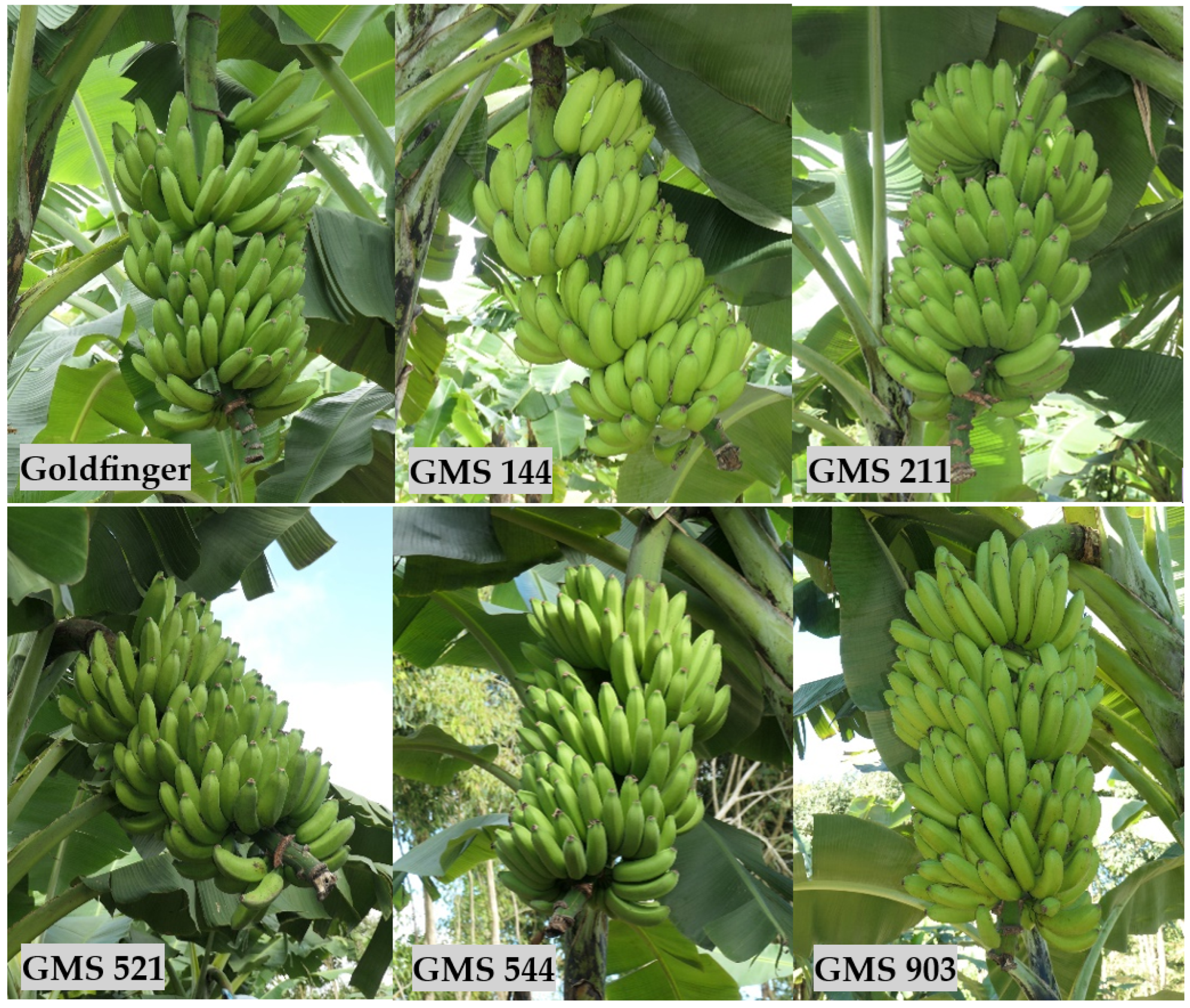 Horticulturae 10 00444 g007