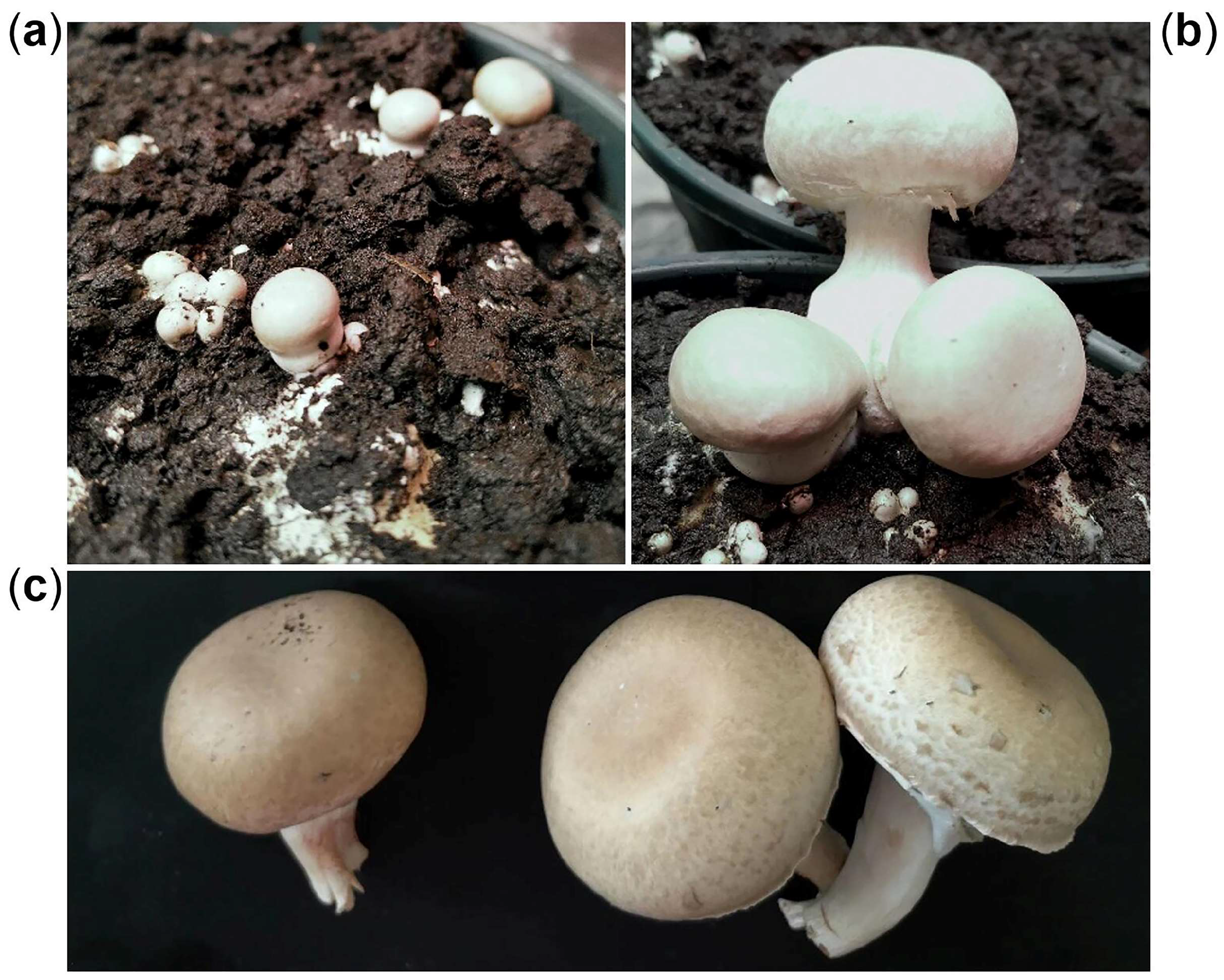 Horticulturae 10 00469 g001