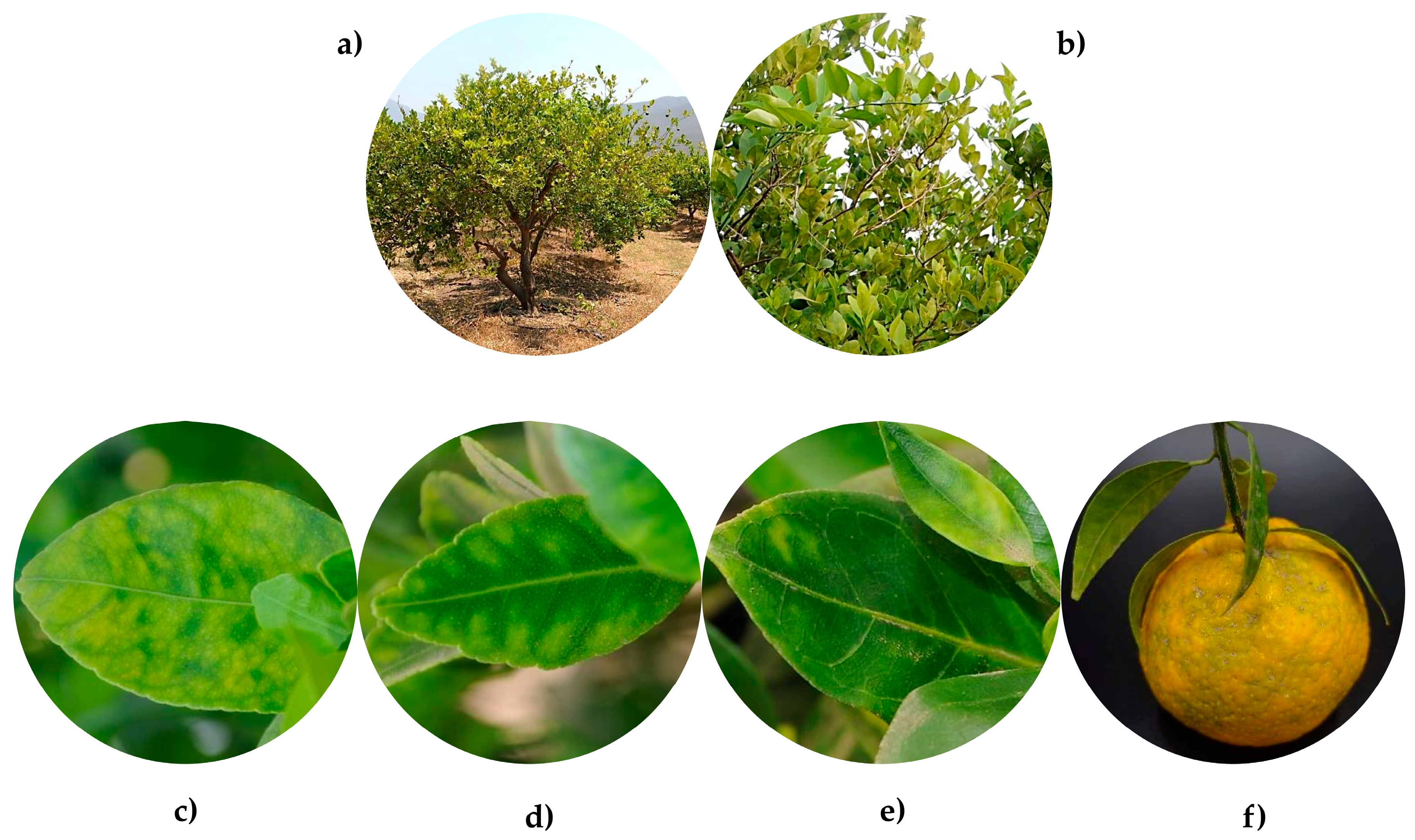 Horticulturae 10 00481 g001