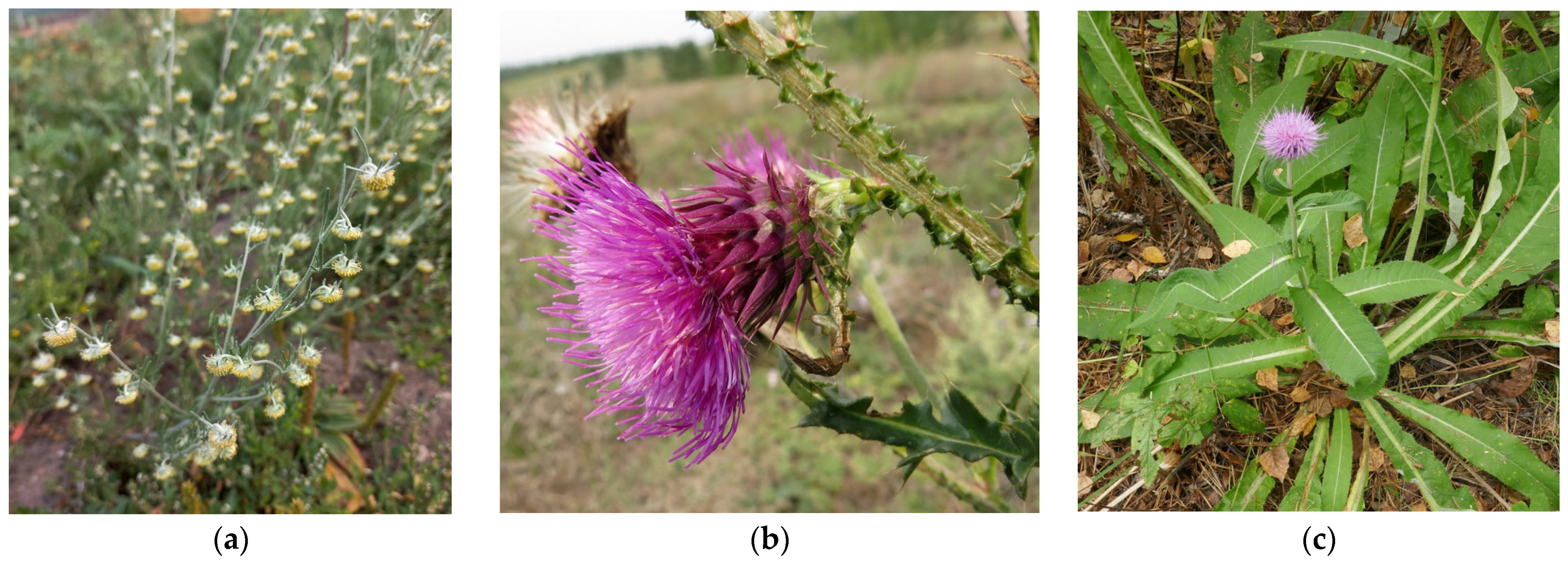 Horticulturae 10 00486 g001a Horticulturae 10 00486 g001a