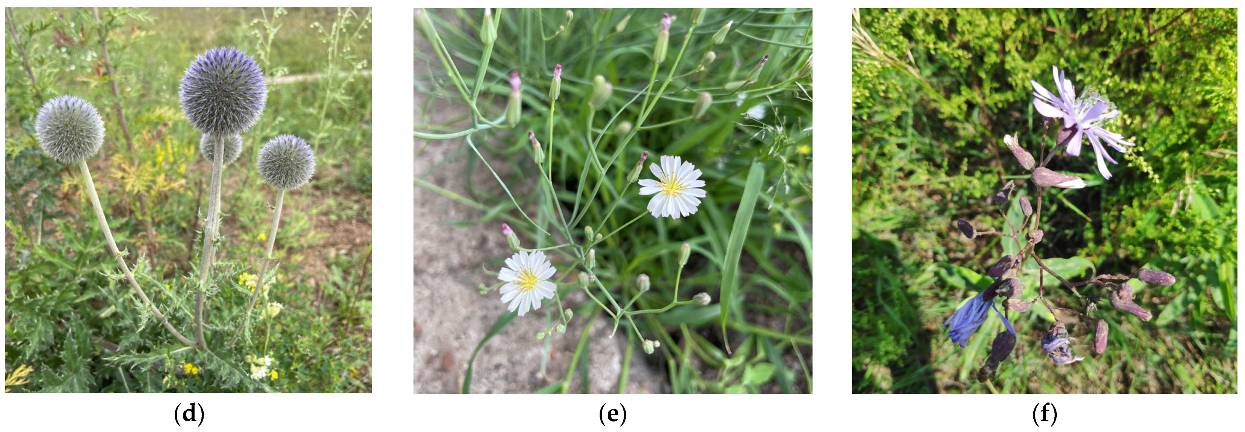 Horticulturae 10 00486 g001b Horticulturae 10 00486 g001b