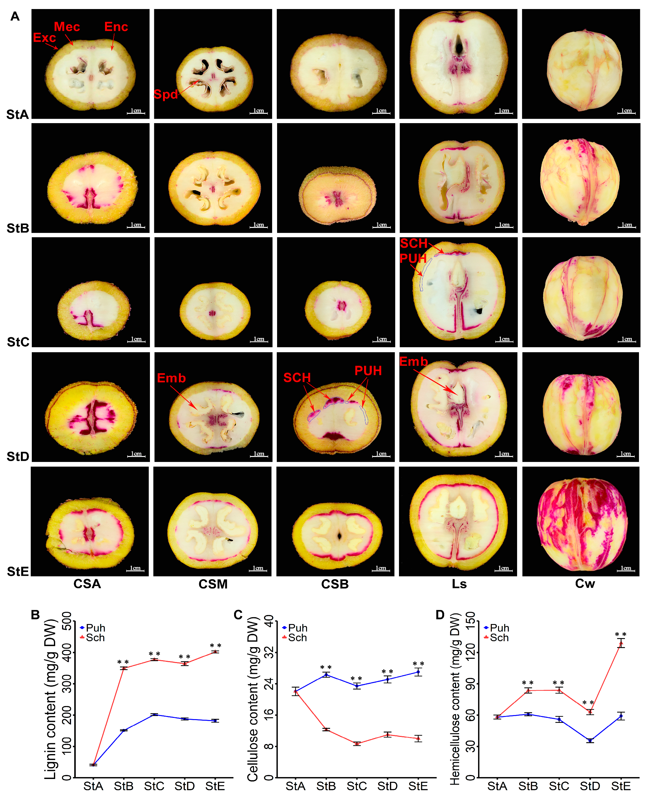 Horticulturae 10 00487 g001