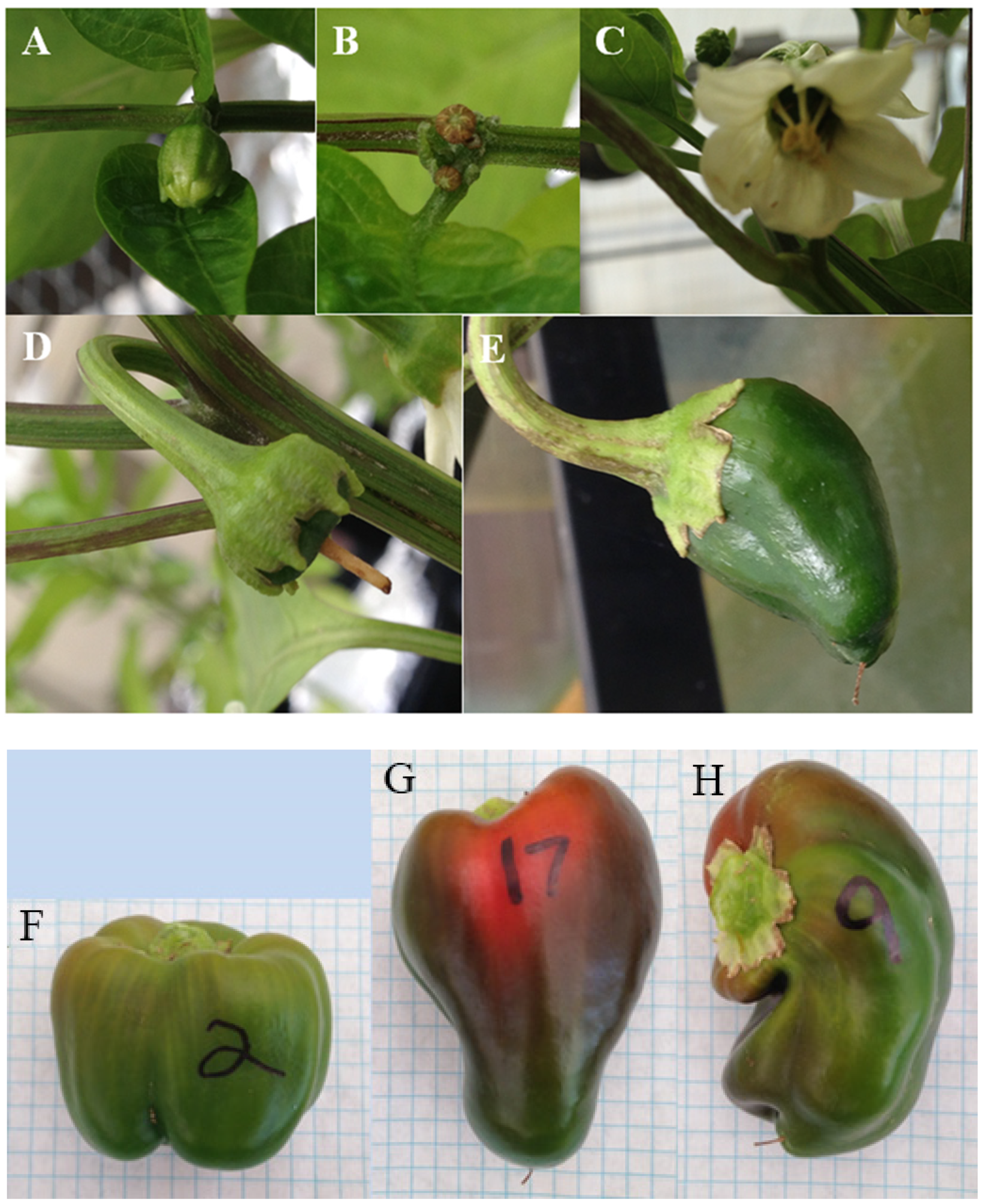 Horticulturae 10 00491 g001