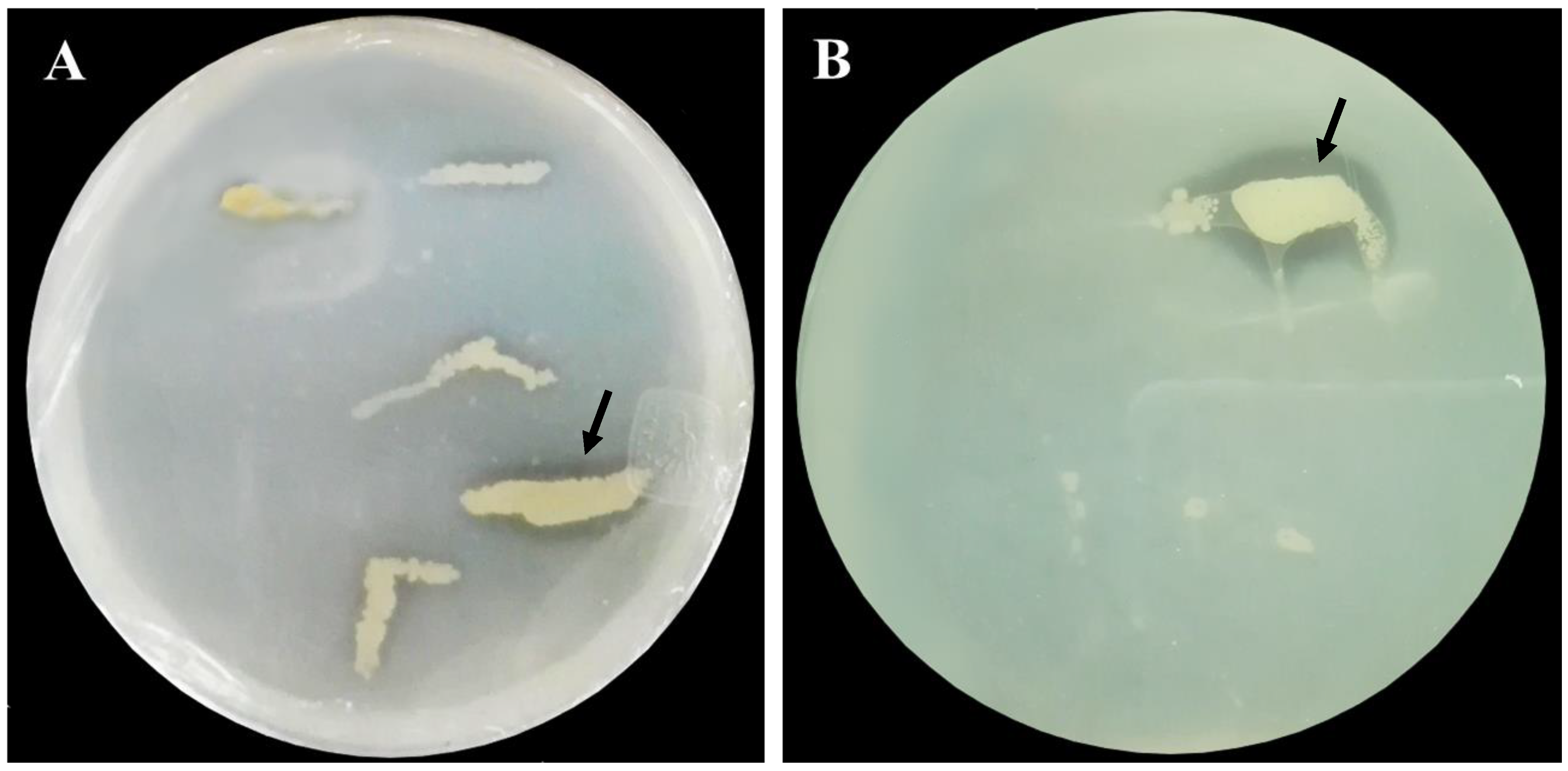 Horticulturae 10 00497 g001