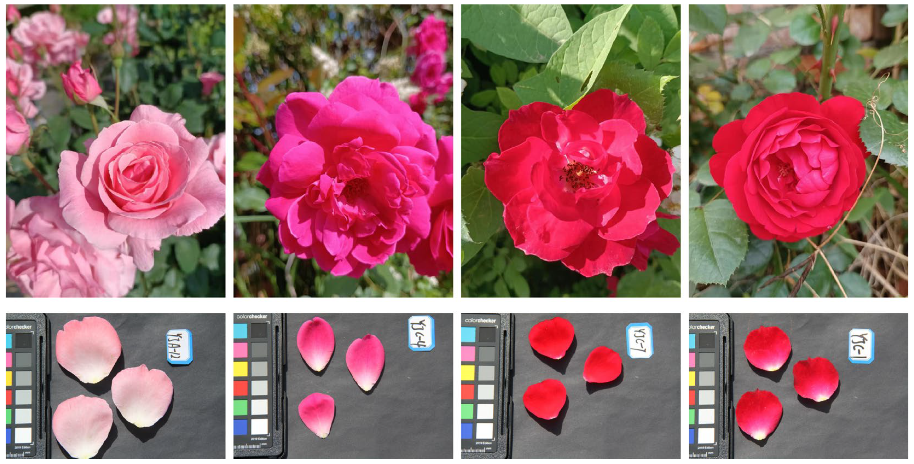 Horticulturae 10 00503 g001