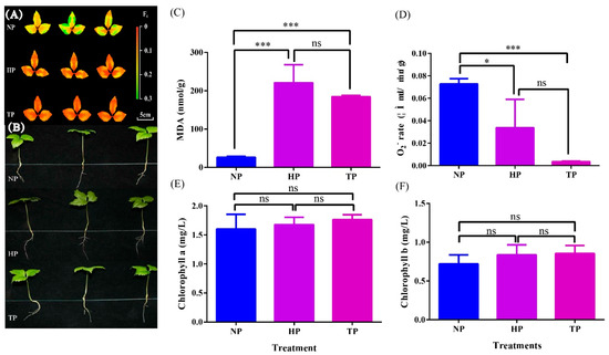 Effect of Phosphate-Deficiency Stress on the Biological Characteristics and  Transcriptomics of Panax ginseng