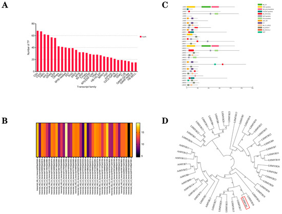 Novel R2R3-MYB Transcription Factor LhMYB1 Promotes Anthocyanin
