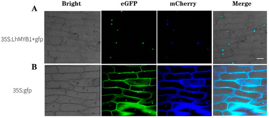 Novel R2R3-MYB Transcription Factor LhMYB1 Promotes Anthocyanin